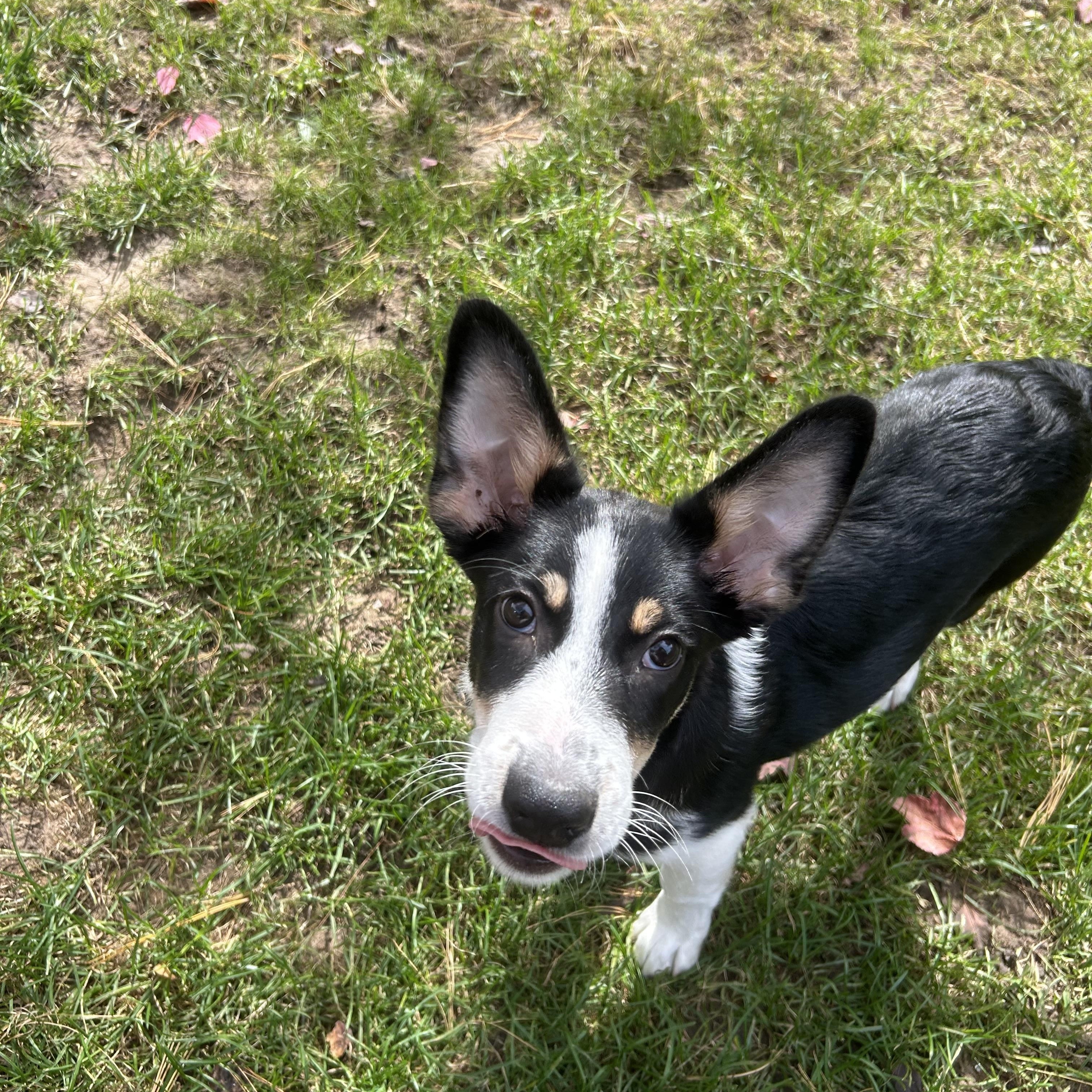 Jack, Adoptable, Puppy Male Australian Shepherd.
