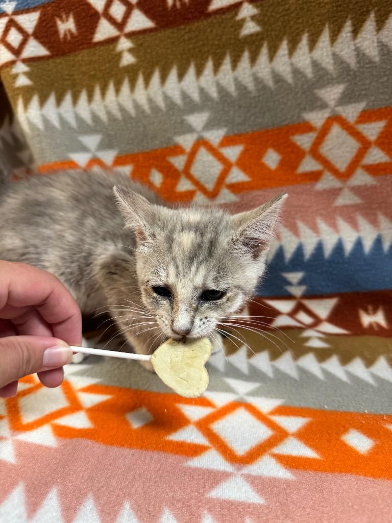 River, a Adopted mixed breed in Shelbyville, TN image 1/3