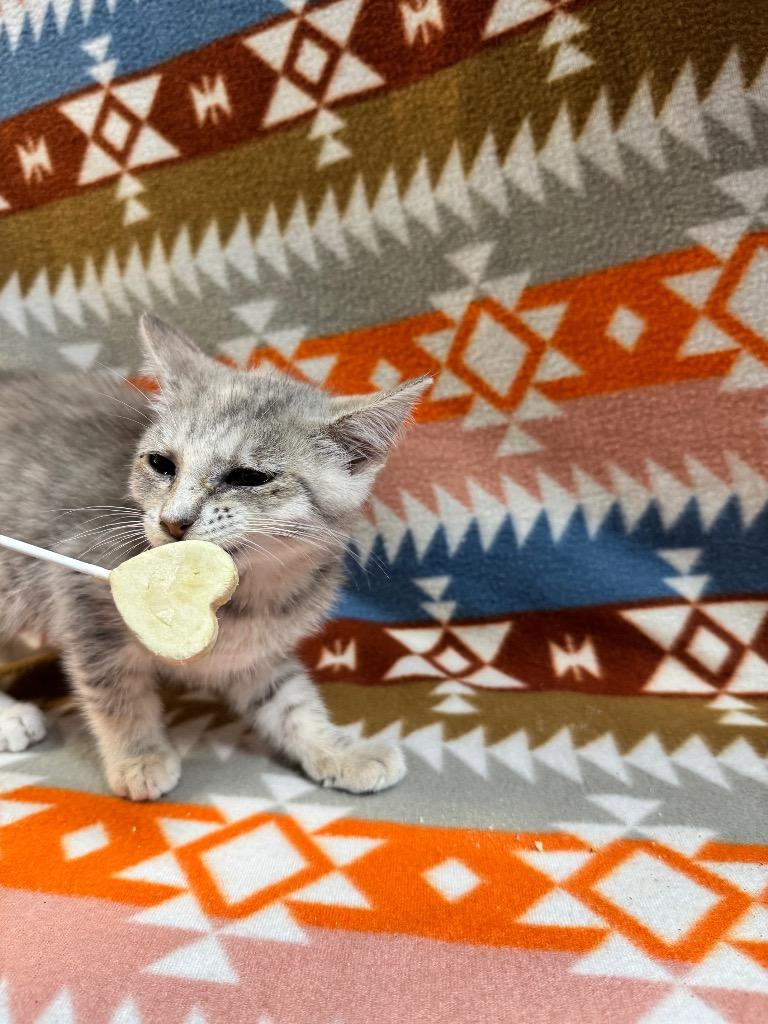 River, a Adopted mixed breed in Shelbyville, TN image 2/3