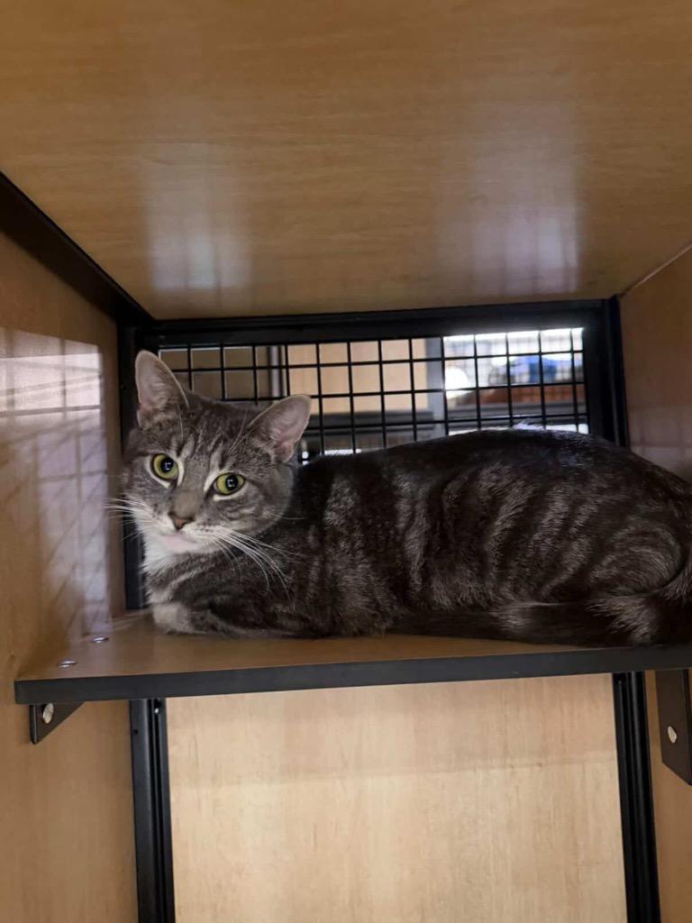 Enlarge Cove (and Mako), a Adoptable mixed breed in New York, NY image 1/6