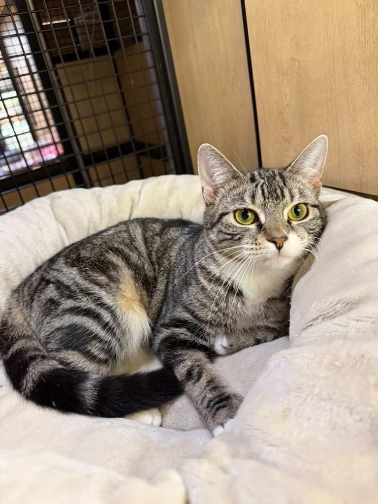 Enlarge Cove (and Mako), a Adoptable mixed breed in New York, NY image 4/6