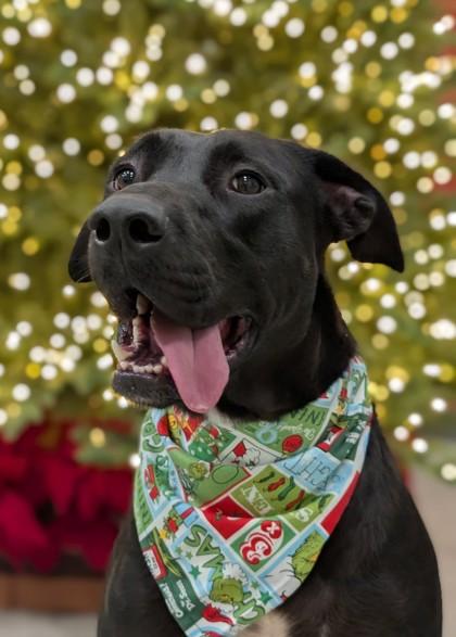 Zimba, a Adoptable mixed breed in Gulfport, MS image 1/2