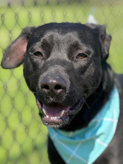Zimba, a Adoptable mixed breed in Gulfport, MS image 2/2