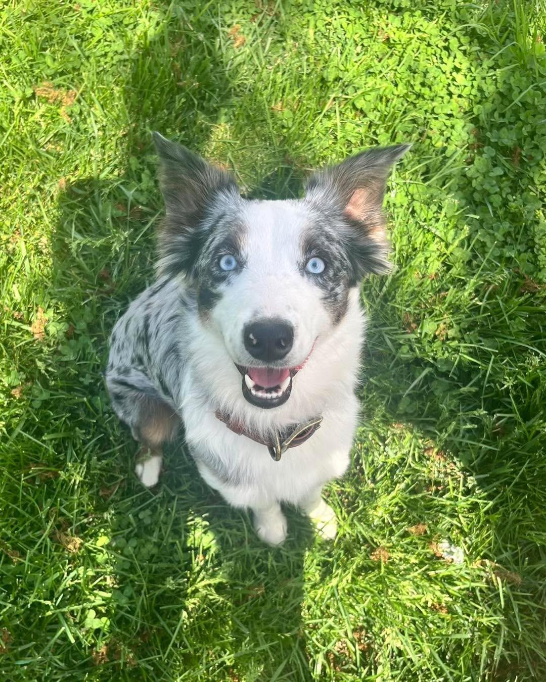 Enlarge Layla, a Adoptable Australian Shepherd in Richmond, KY image 2/4