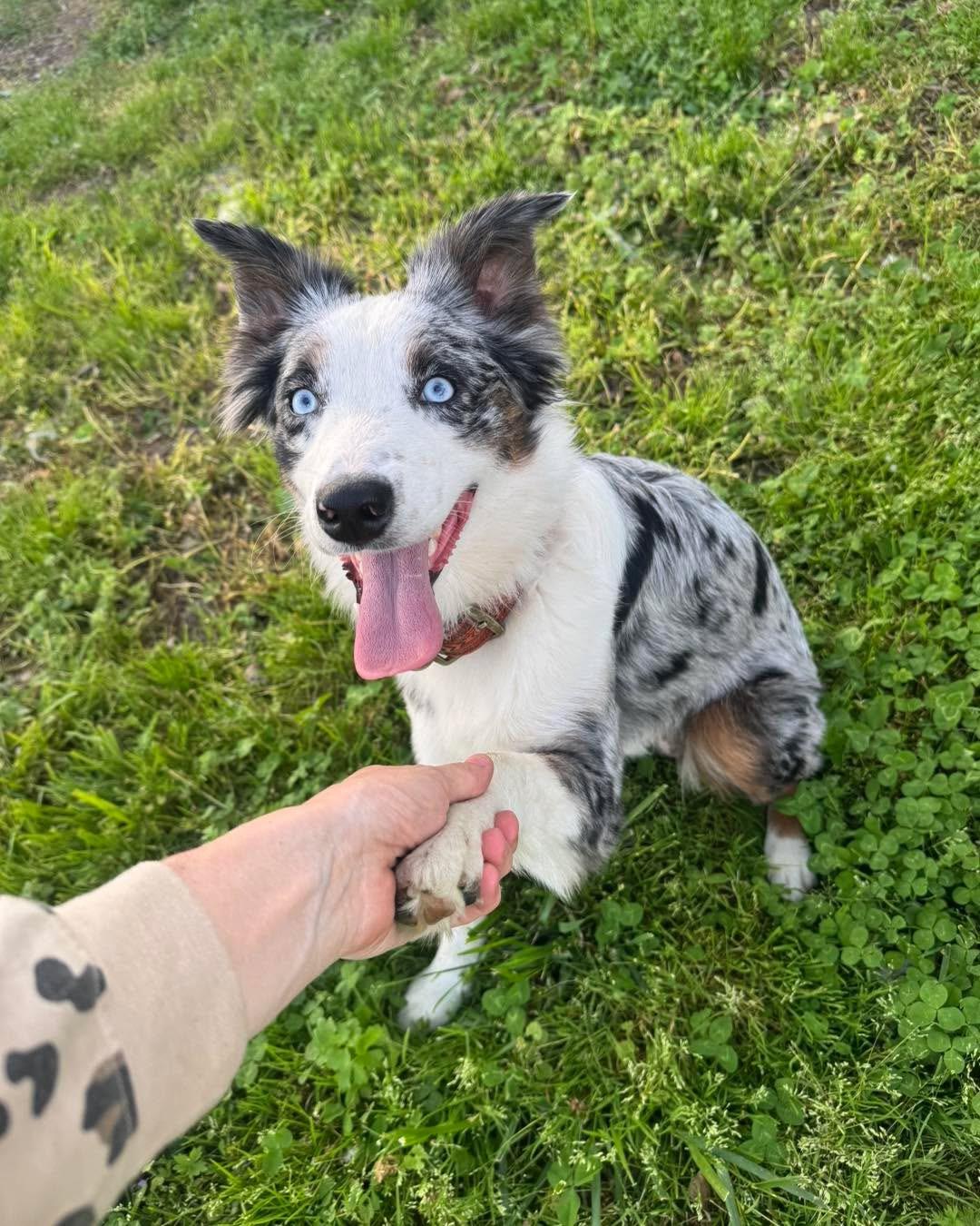 Enlarge Layla, a Adoptable Australian Shepherd in Richmond, KY image 3/4
