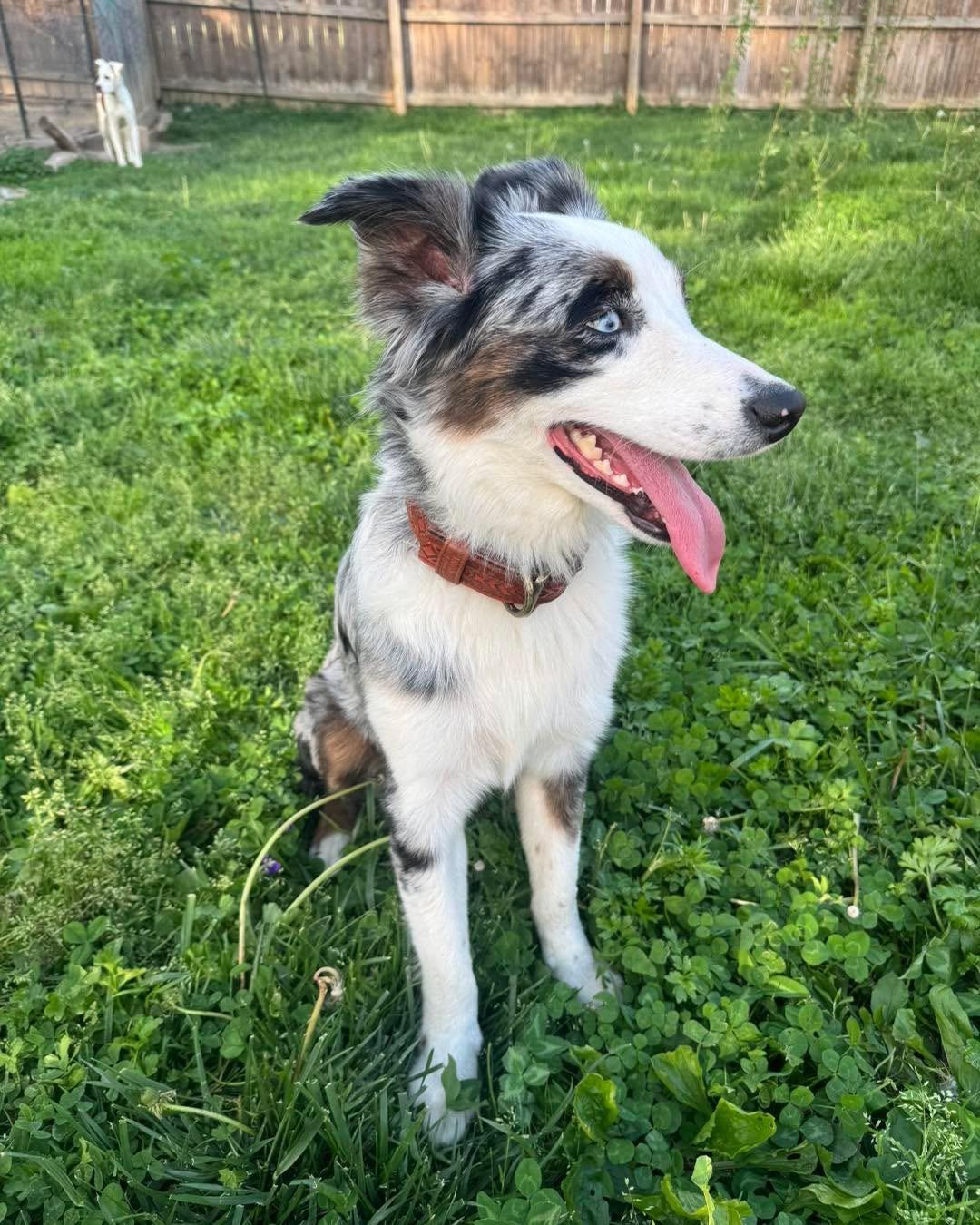 Enlarge Layla, a Adoptable Australian Shepherd in Richmond, KY image 4/4