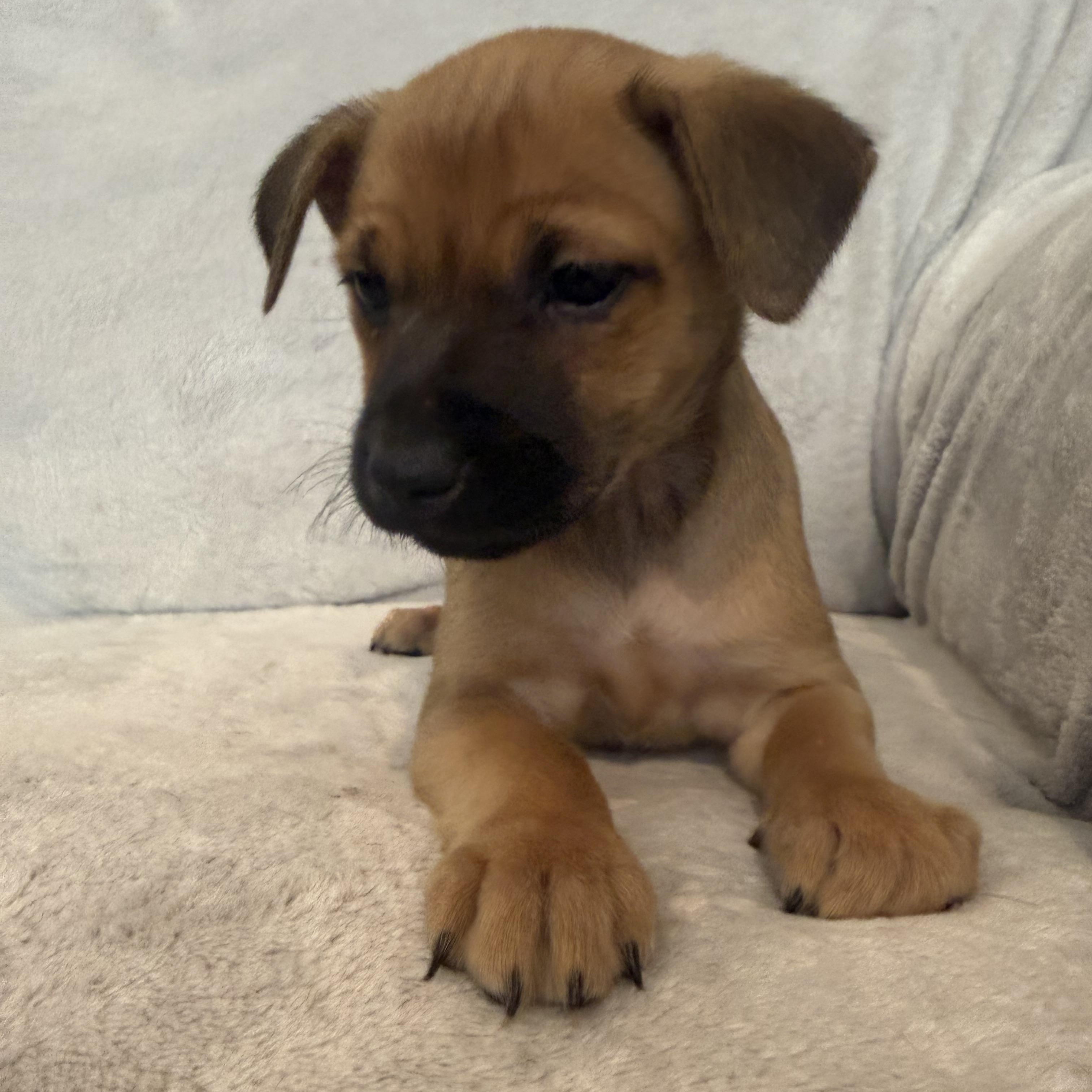 Enlarge Rebeca (R litter), a ADOPTABLE mixed breed in San Diego, CA image 2/4