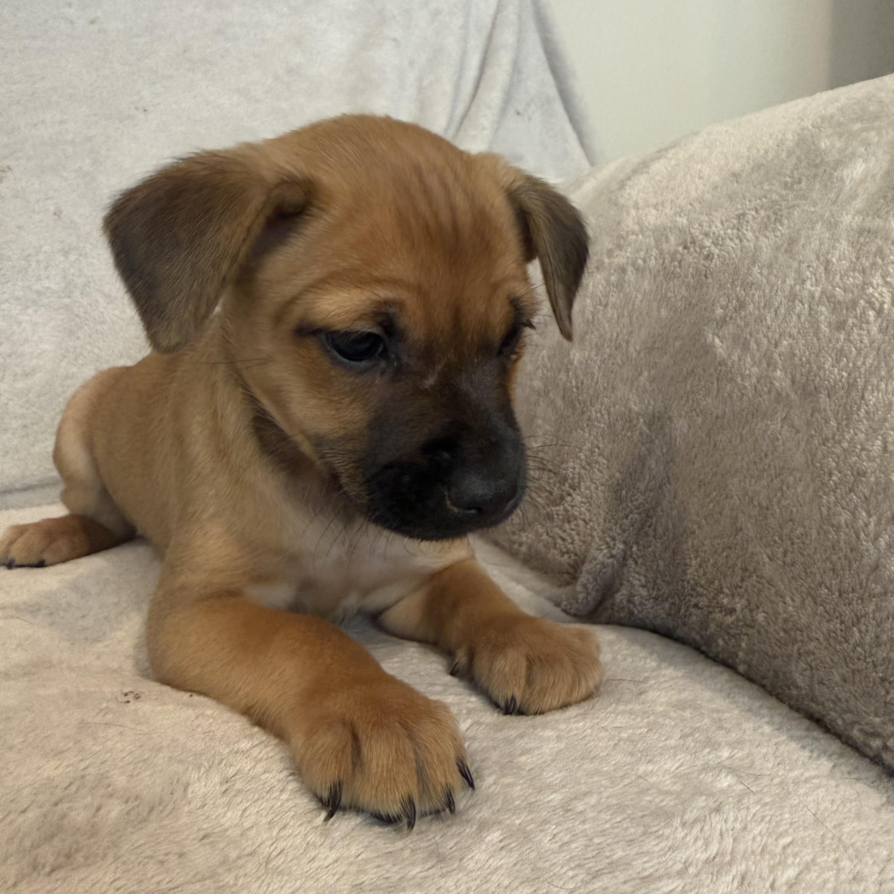 Enlarge Rebeca (R litter), a ADOPTABLE mixed breed in San Diego, CA image 3/4