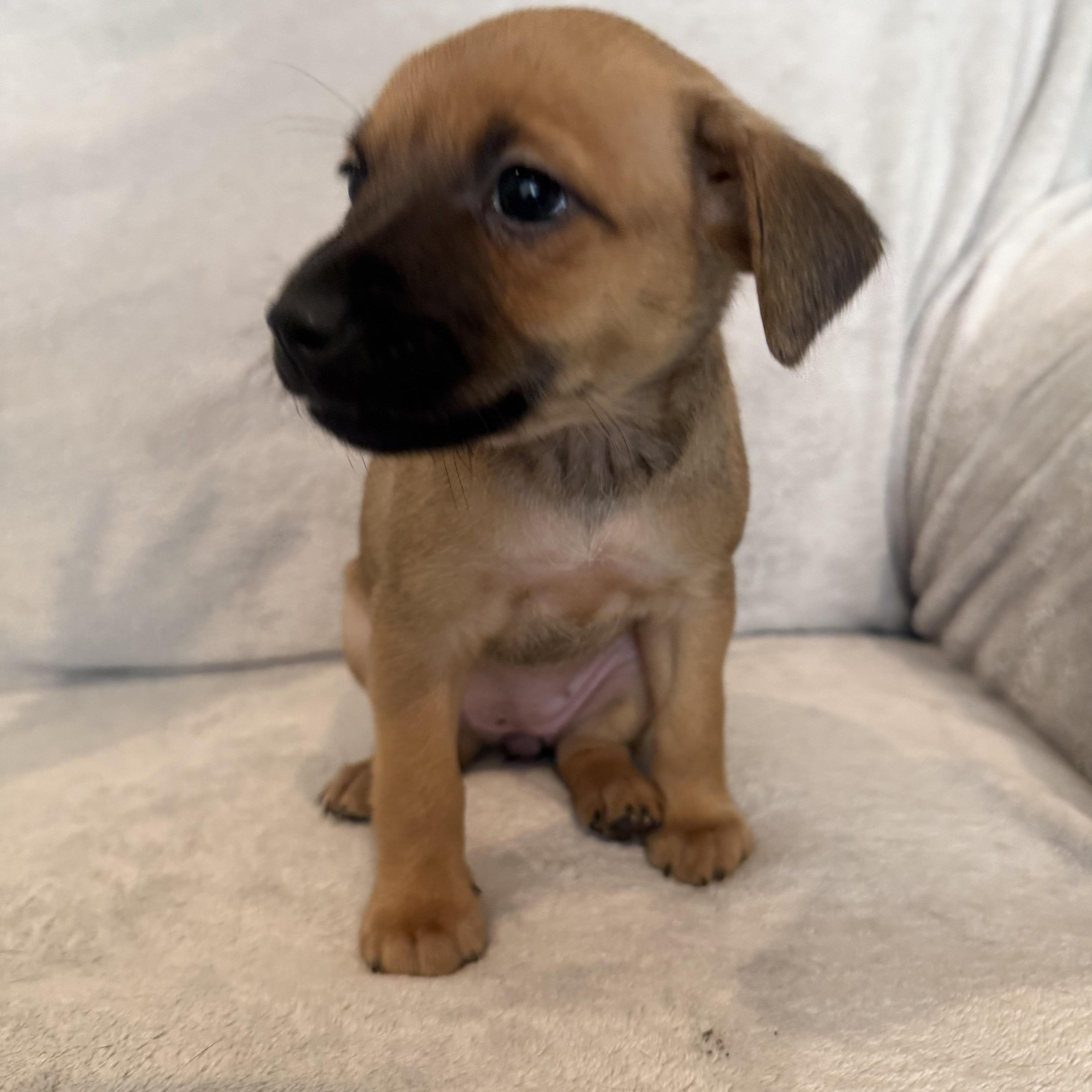 Enlarge Rebeca (R litter), a ADOPTABLE mixed breed in San Diego, CA image 1/4