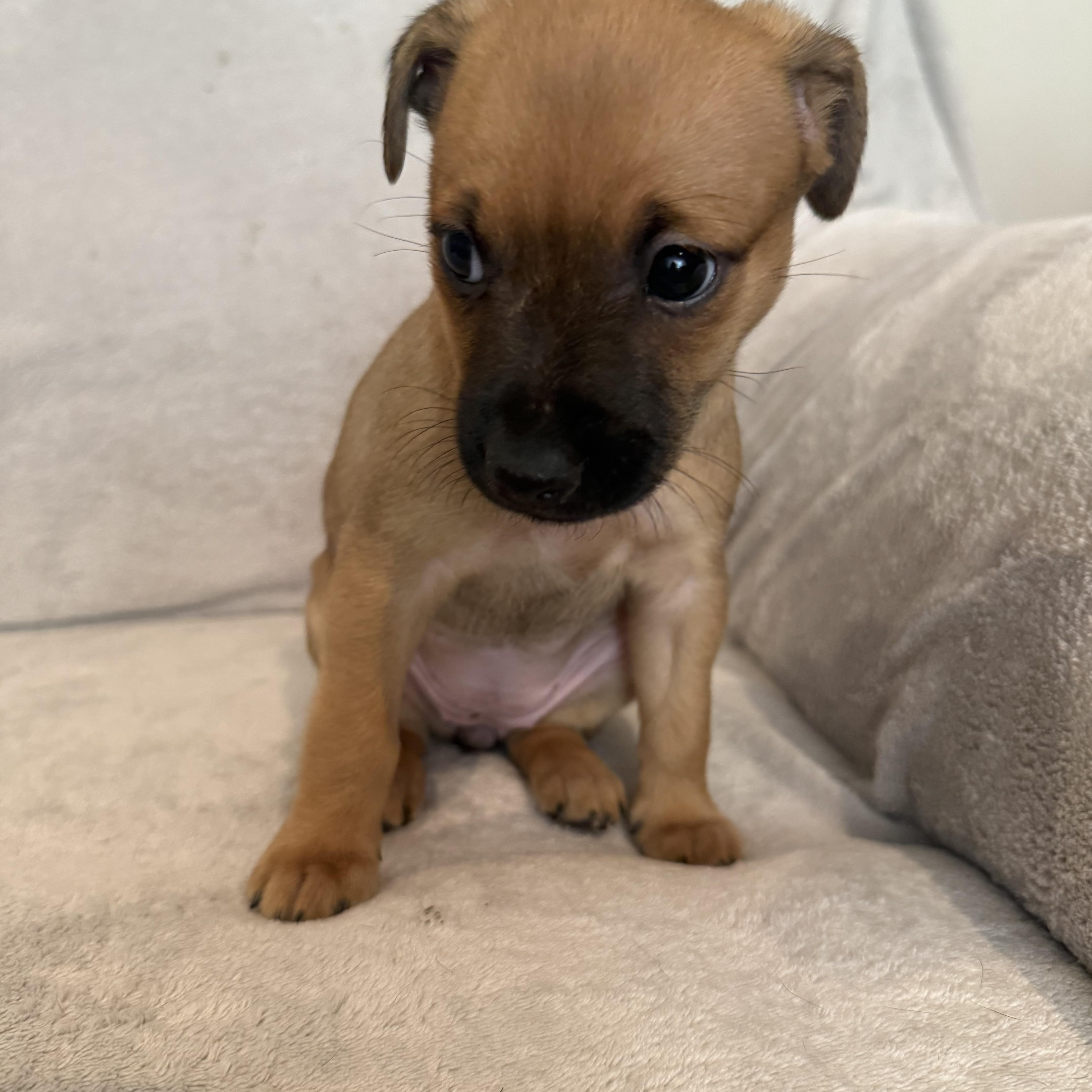 Enlarge Rebeca (R litter), a ADOPTABLE mixed breed in San Diego, CA image 4/4