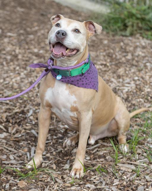 REX, Adoptable, Senior Male Staffordshire Bull Terrier.