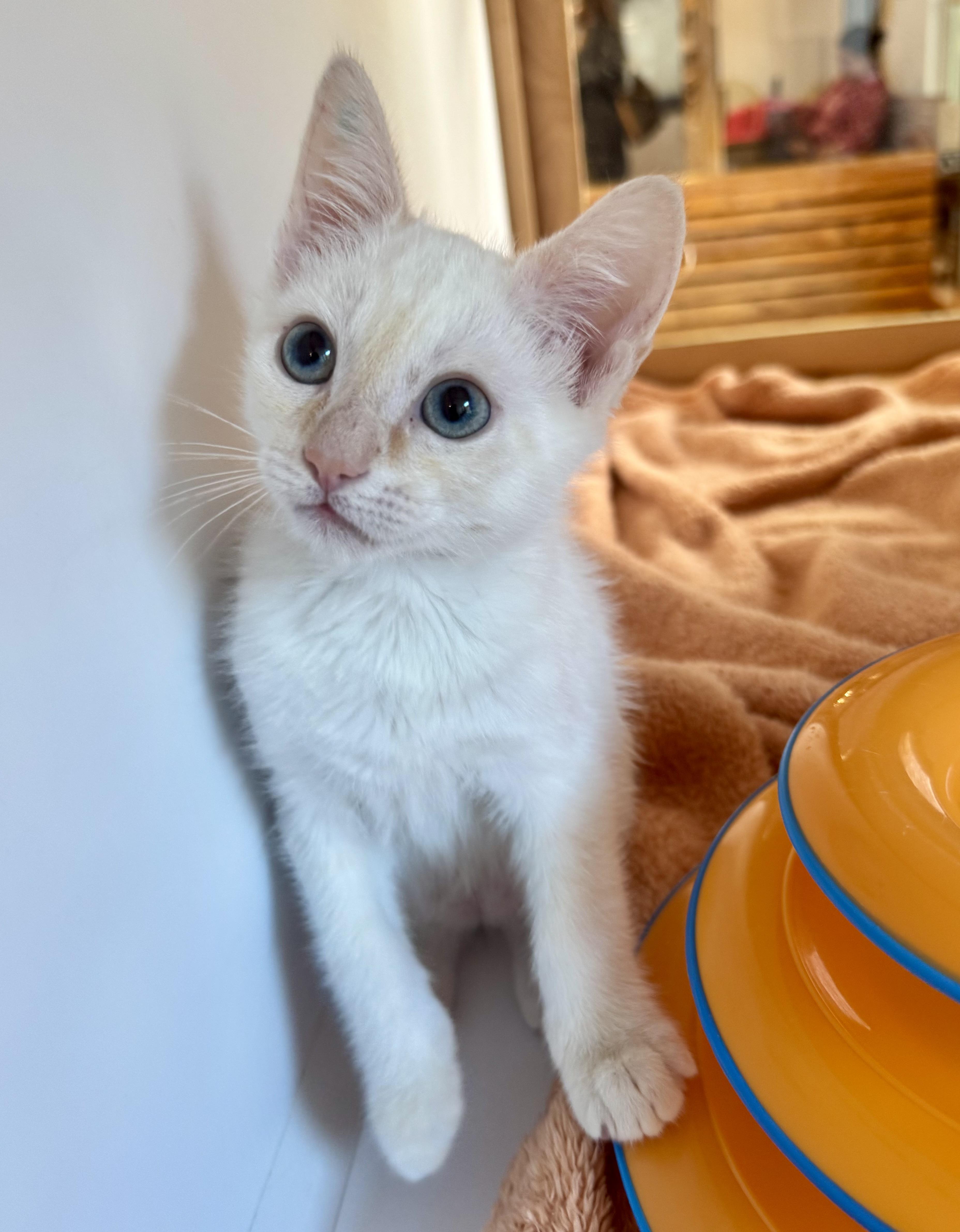 Enlarge Hashbrown , a ADOPTABLE mixed breed in Tallahassee, FL image 2/6