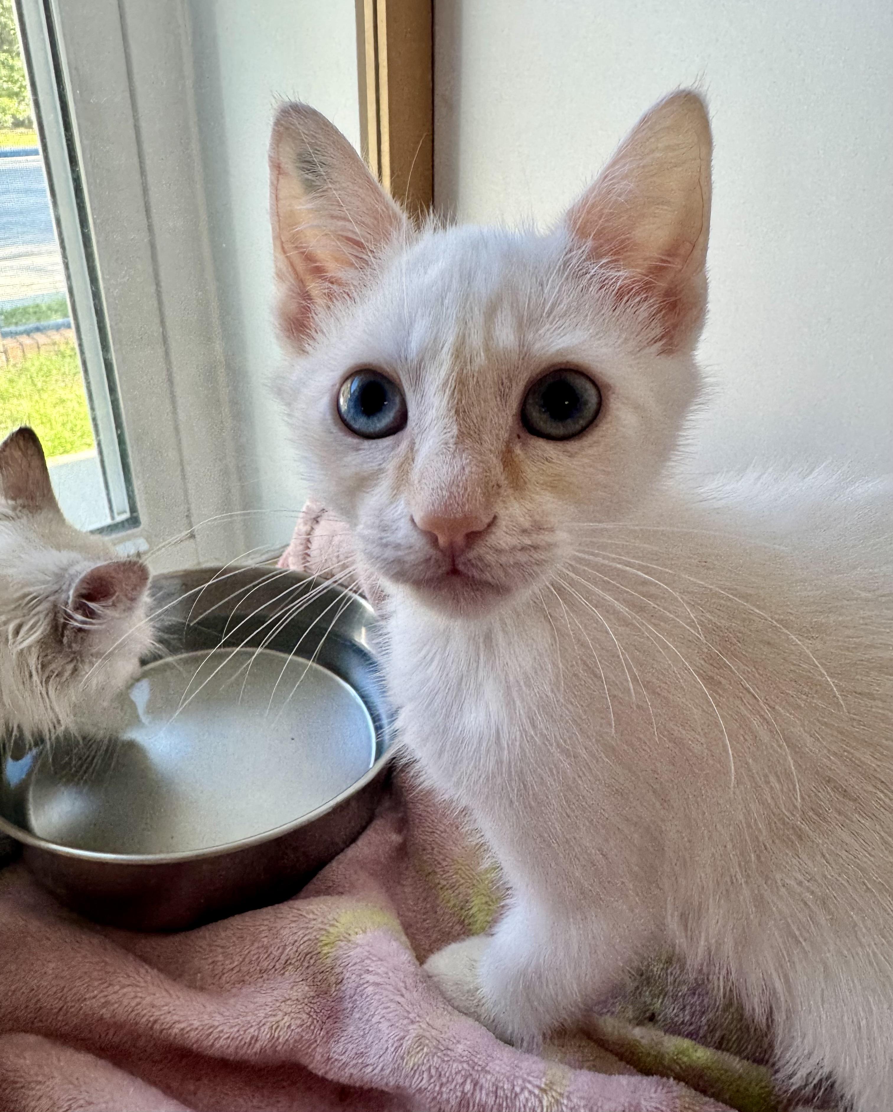 Hashbrown , ADOPTABLE, Kitten Male Siamese.
