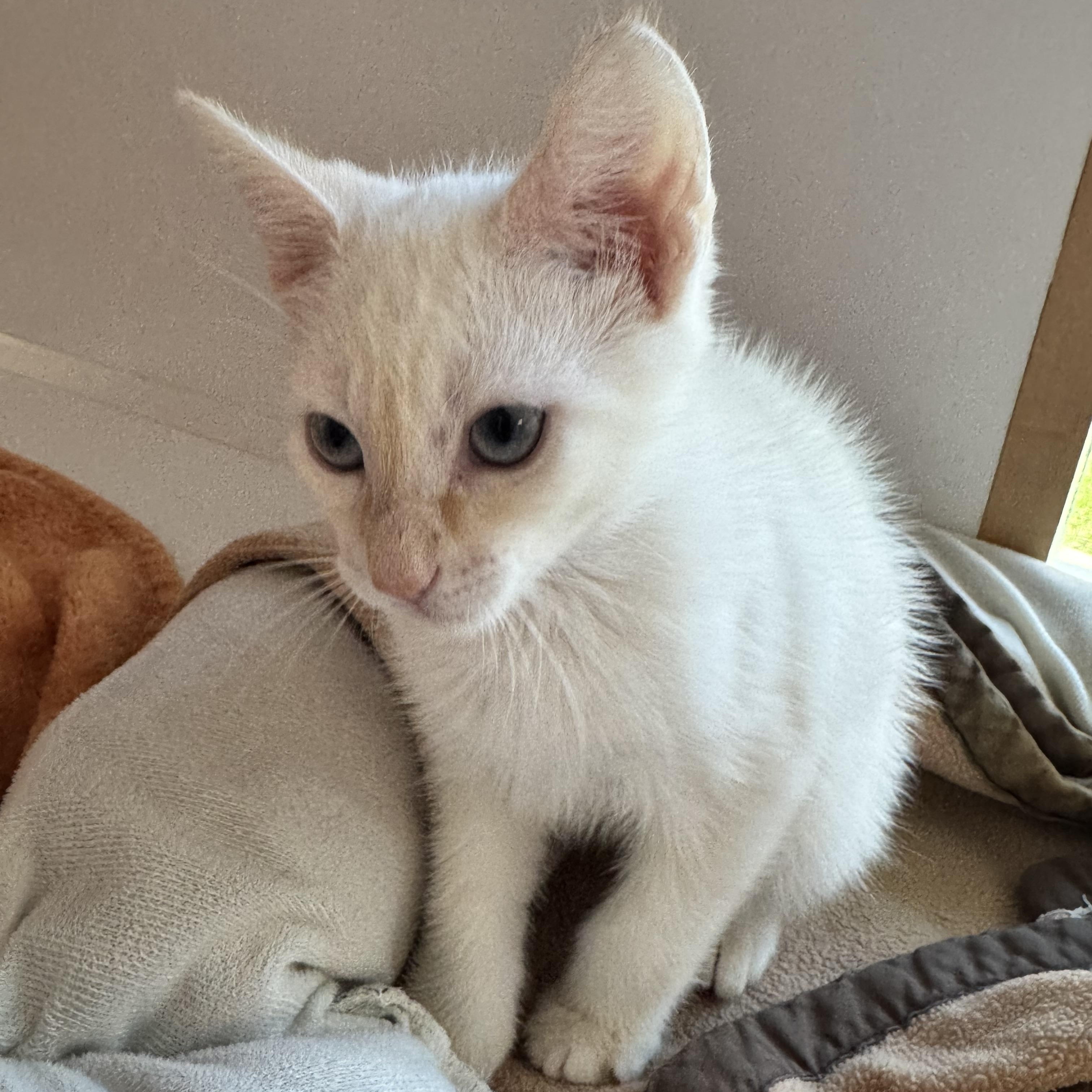 Enlarge Hashbrown , a ADOPTABLE mixed breed in Tallahassee, FL image 5/6