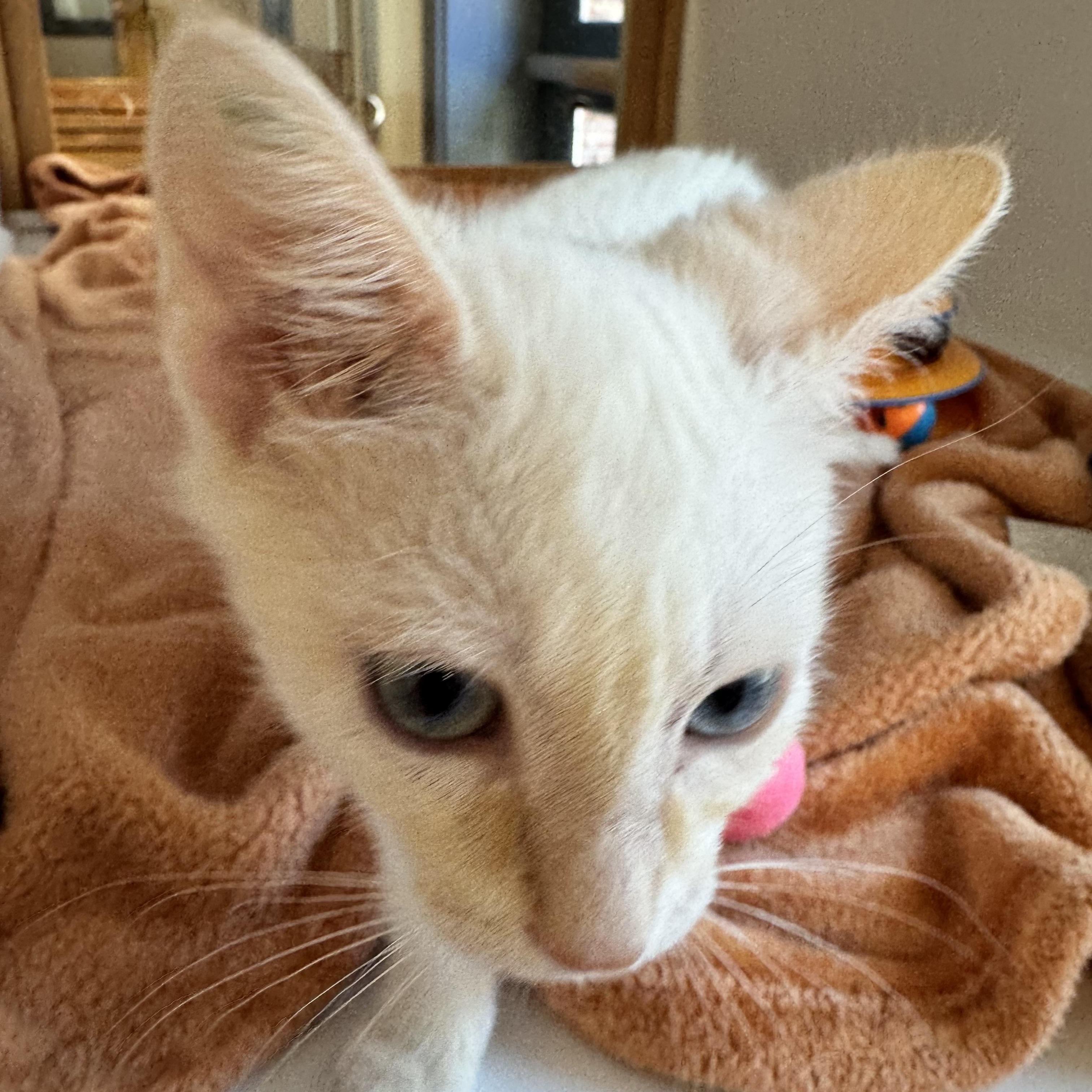 Enlarge Hashbrown , a ADOPTABLE mixed breed in Tallahassee, FL image 4/6