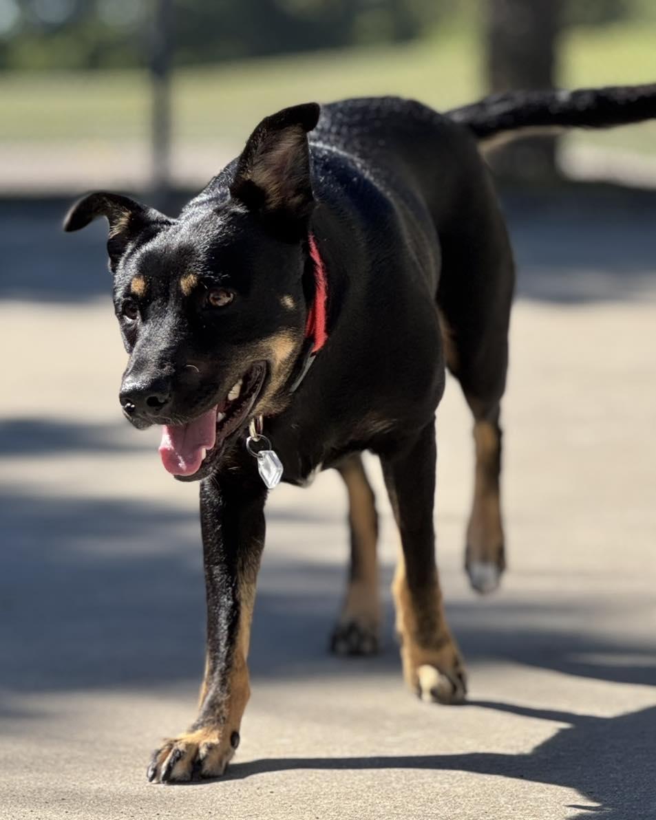 Delaney, a Adoptable mixed breed in Fremont, MI image 3/5