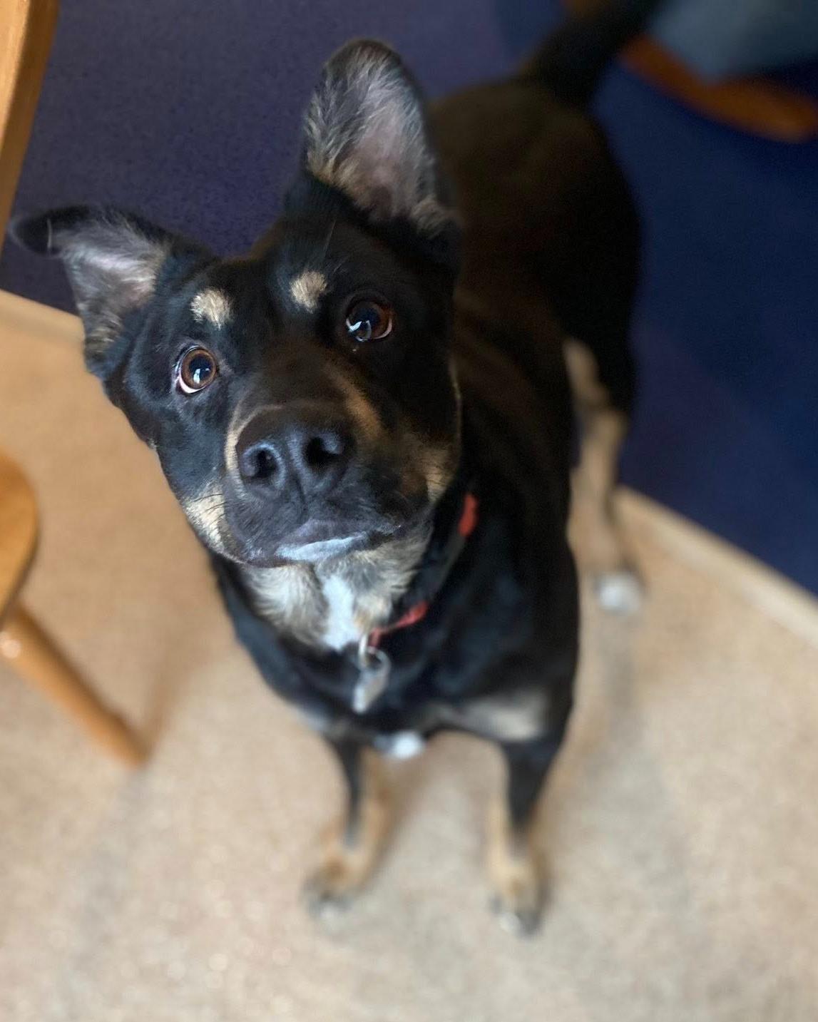 Enlarge Delaney, a Adoptable mixed breed in Fremont, MI image 3/5