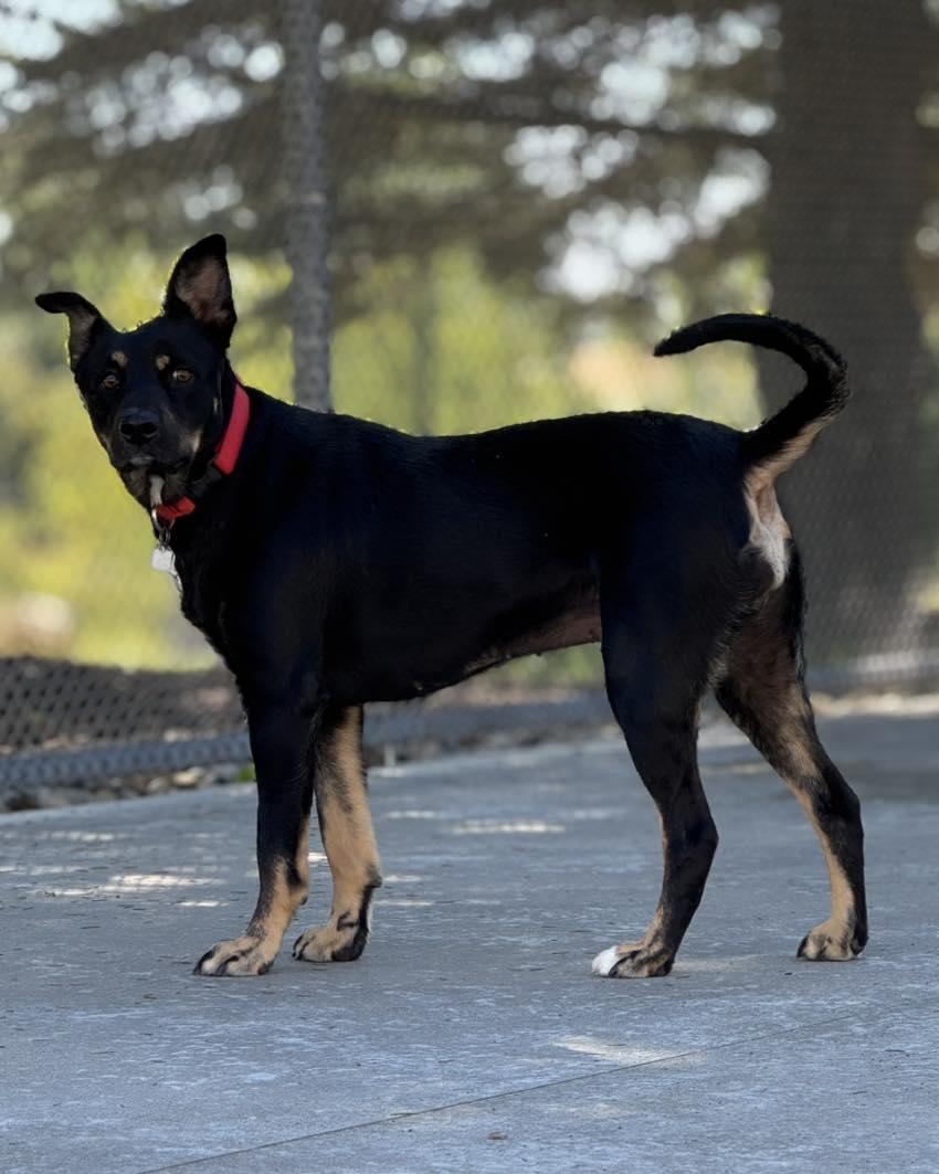 Delaney, a Adoptable mixed breed in Fremont, MI image 2/5