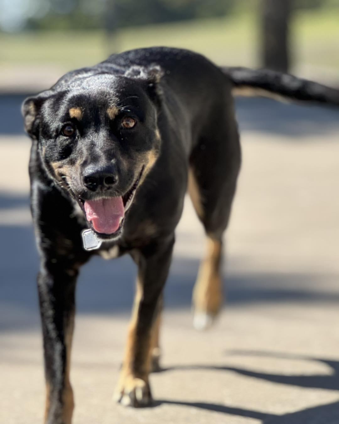 Delaney, a Adoptable mixed breed in Fremont, MI image 4/5