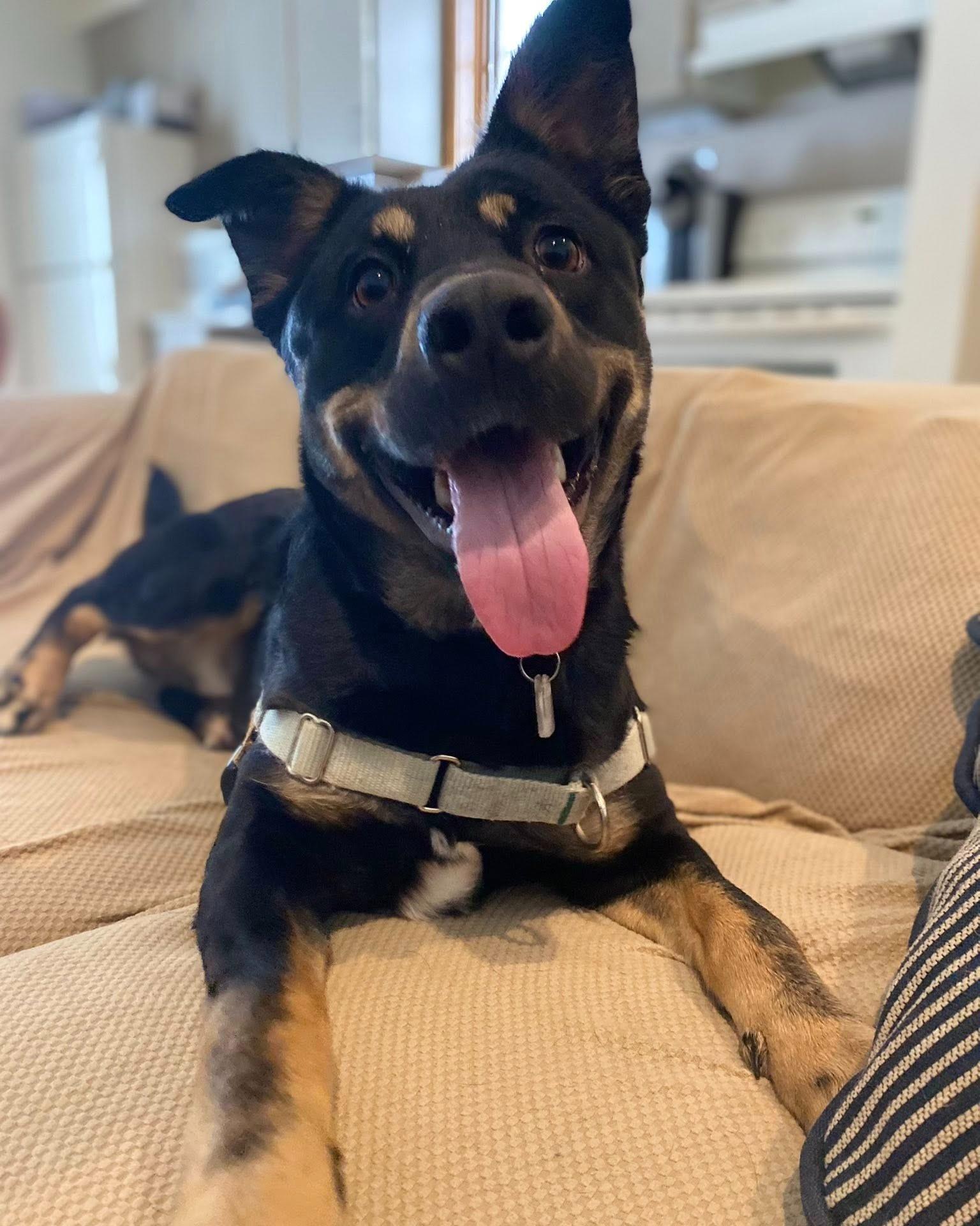 Delaney, Adoptable, Adult Female German Shepherd Dog.