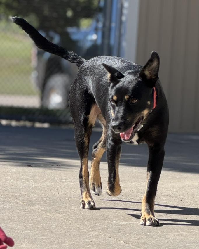 Delaney, a Adoptable mixed breed in Fremont, MI image 5/5