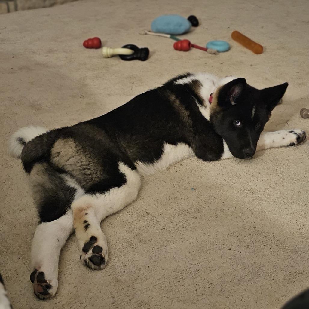 Bolt, Adoptable, Young Male Akita.