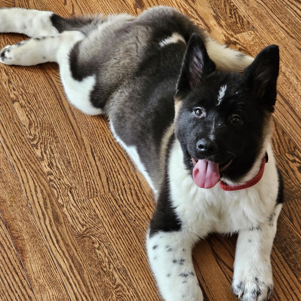 Enlarge Bolt, a Adoptable Akita in Cincinnati, OH image 2/3