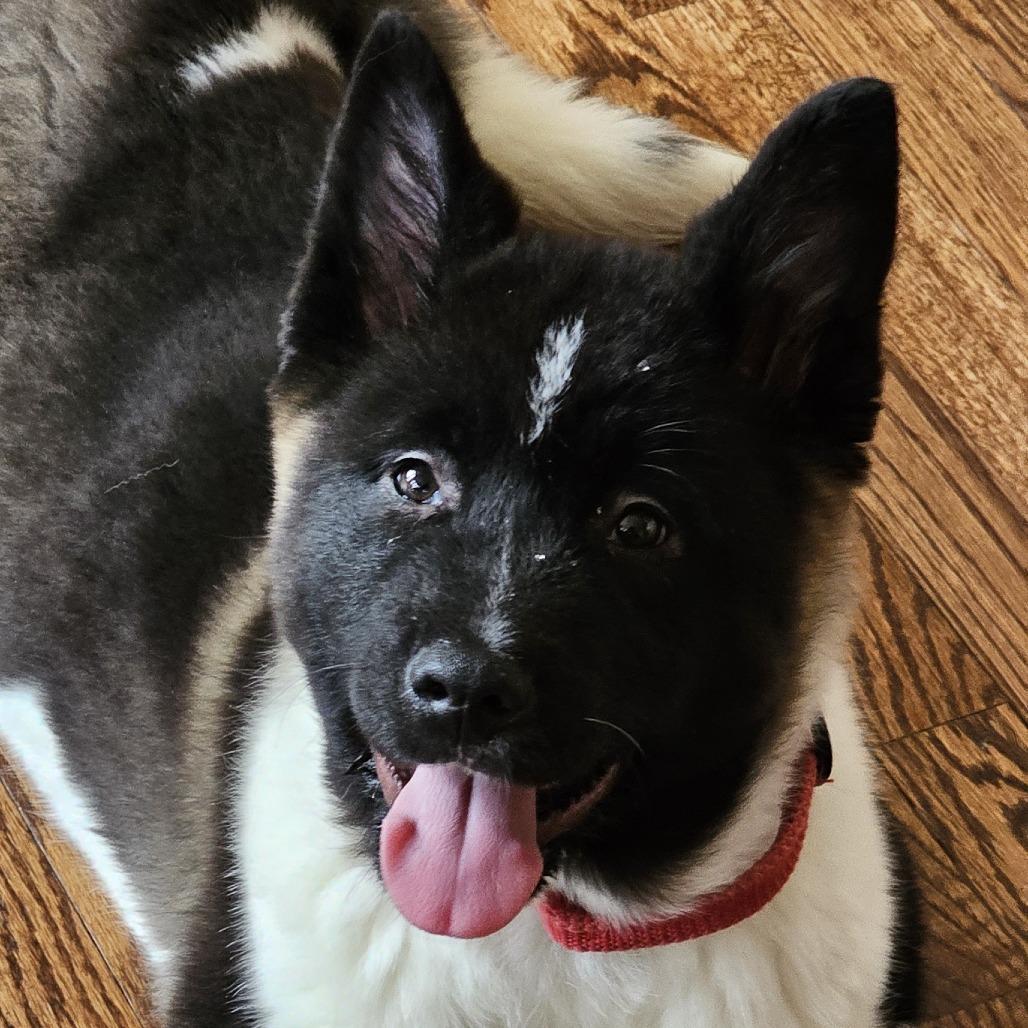 Enlarge Bolt, a Adoptable Akita in Cincinnati, OH image 3/3