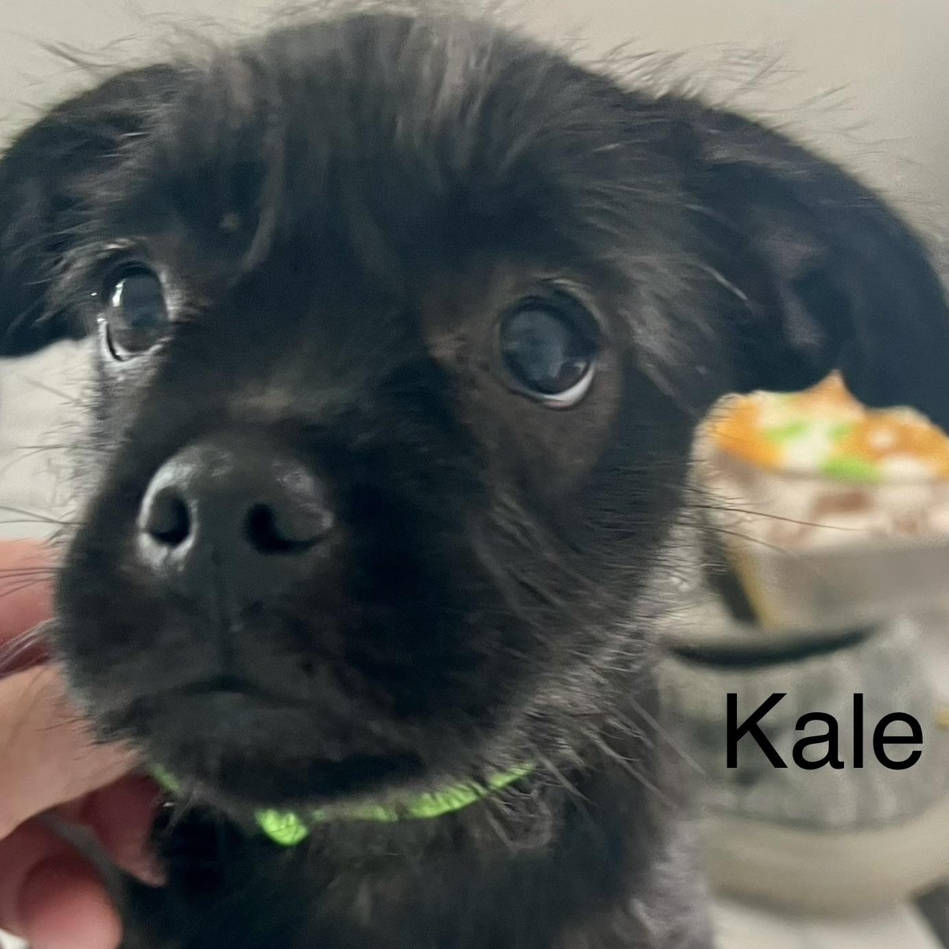 Kale, a ADOPTABLE mixed breed in Hughesville, MD image 1/2
