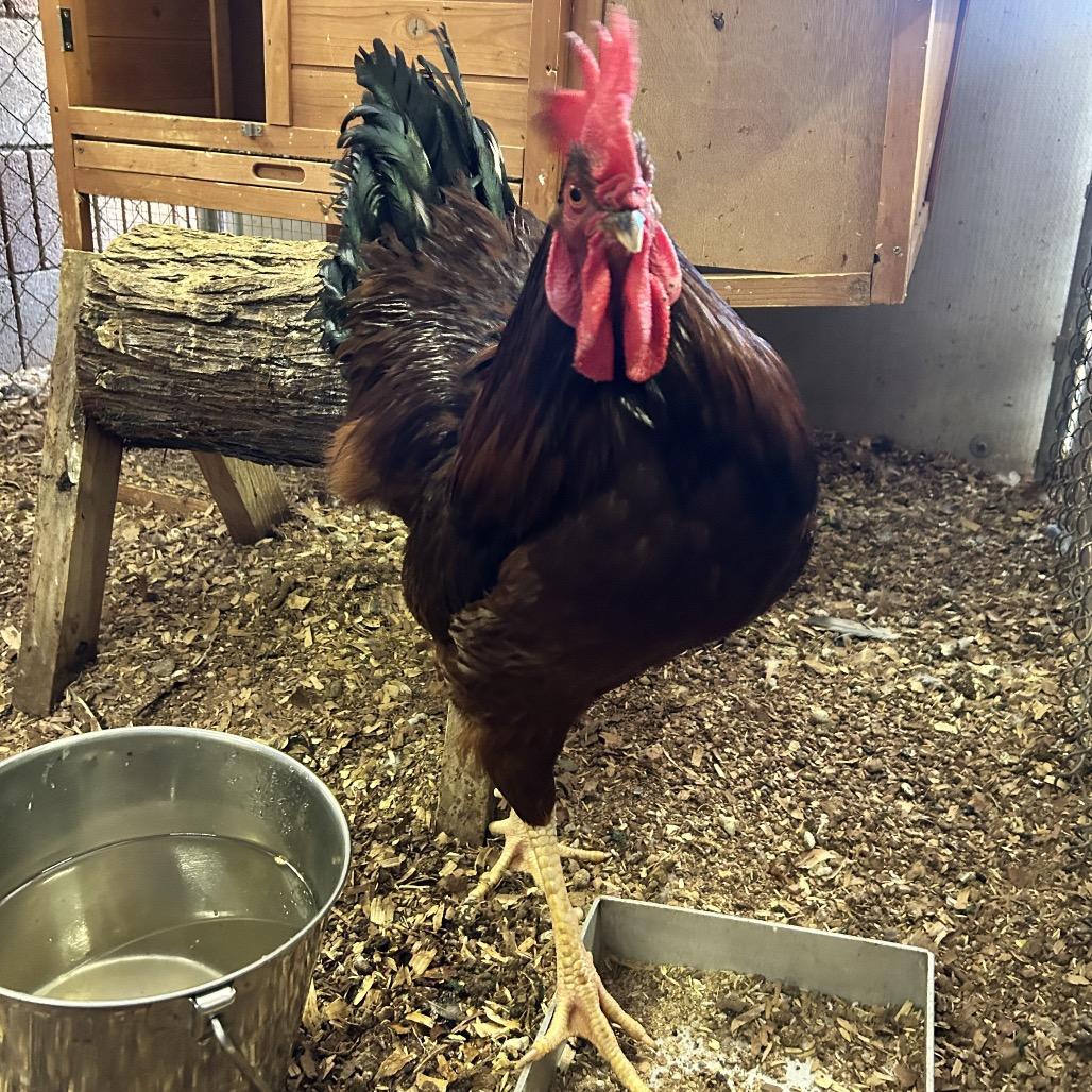 Spicy Nugget, Adoptable, Adult Male Chicken.