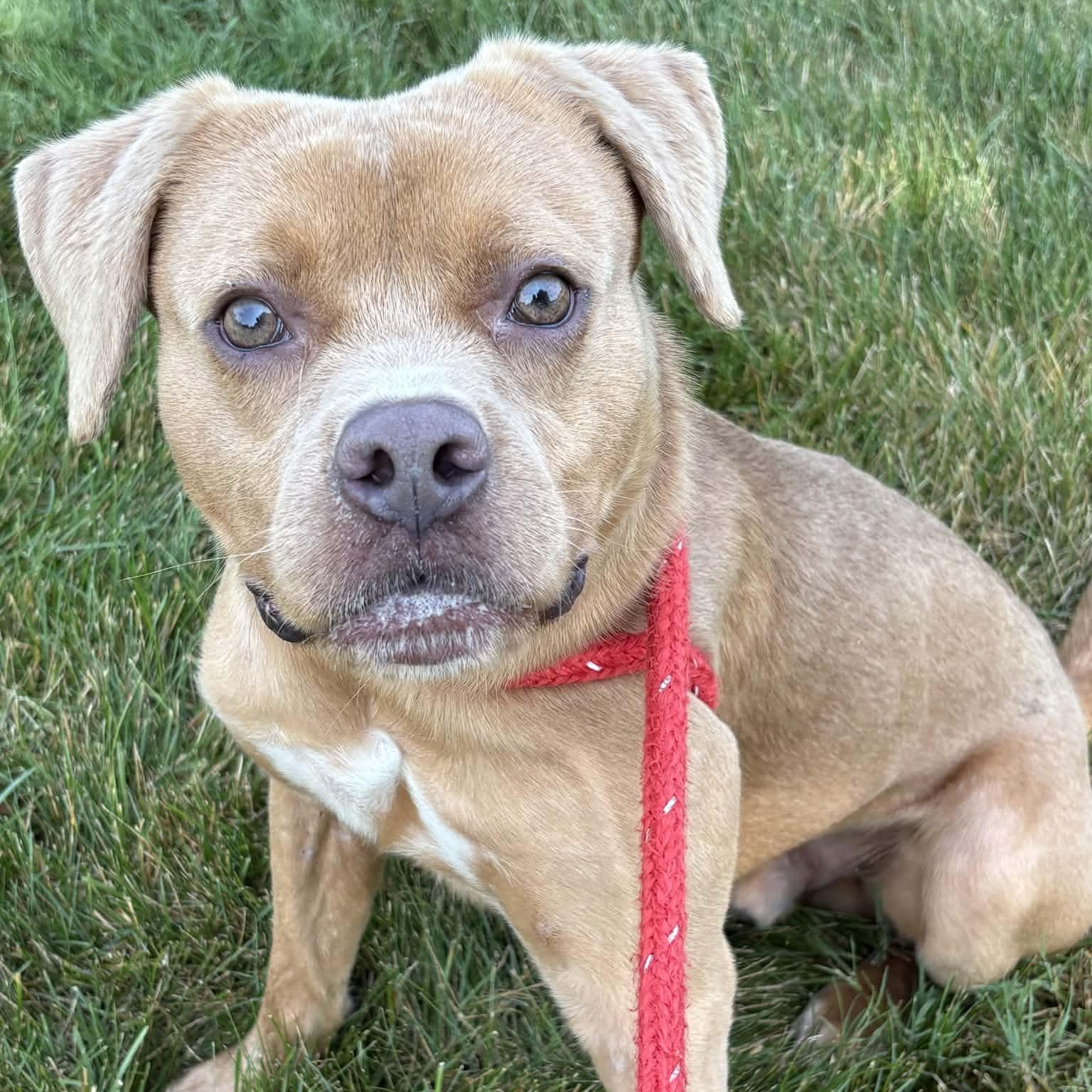 Enlarge Spinner, a ADOPTABLE Terrier in North Syracuse, NY image 2/3