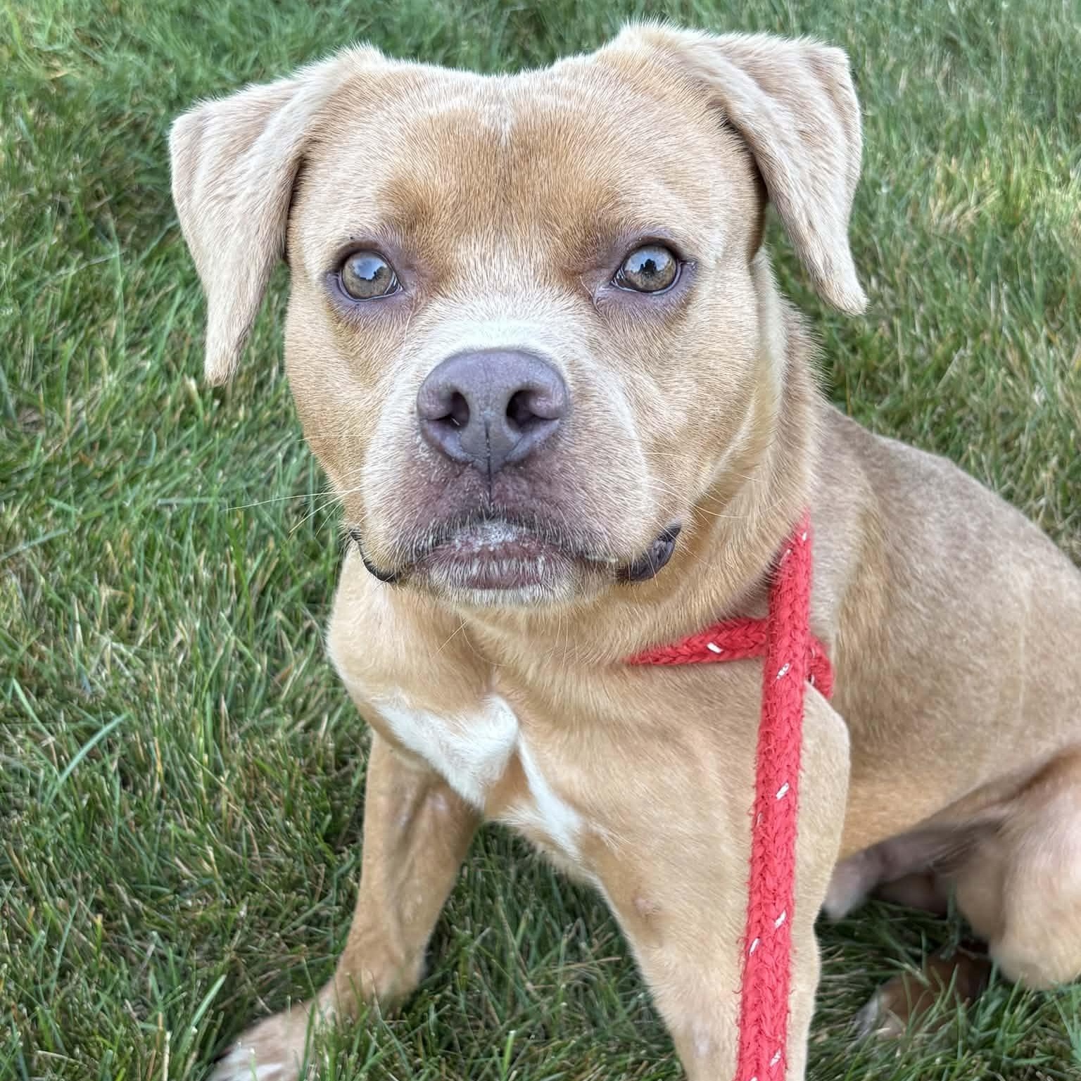 Enlarge Spinner, a ADOPTABLE Terrier in North Syracuse, NY image 1/3