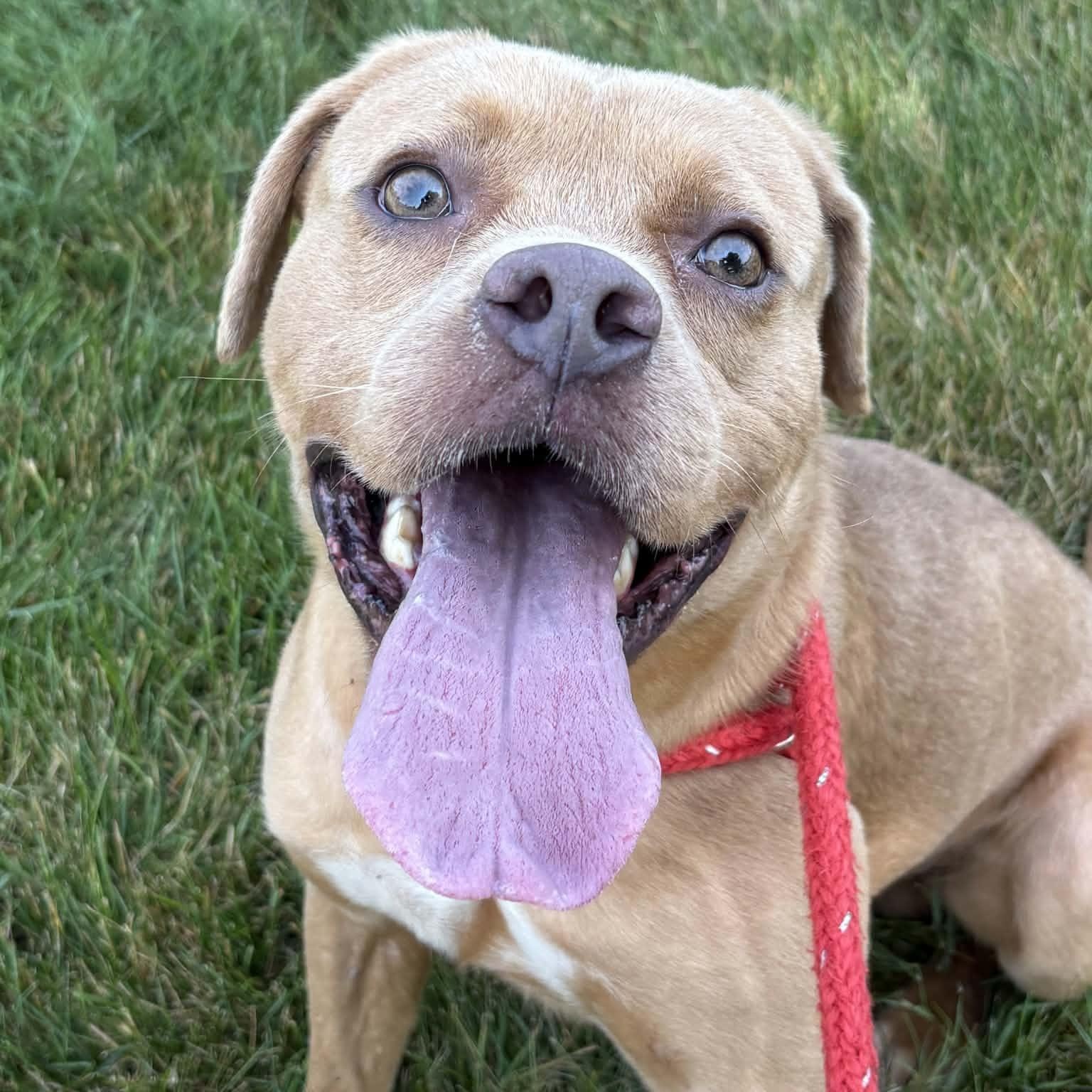 Enlarge Spinner, a ADOPTABLE Terrier in North Syracuse, NY image 3/3