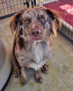 Indy, ADOPTABLE, Young Male Australian Shepherd.