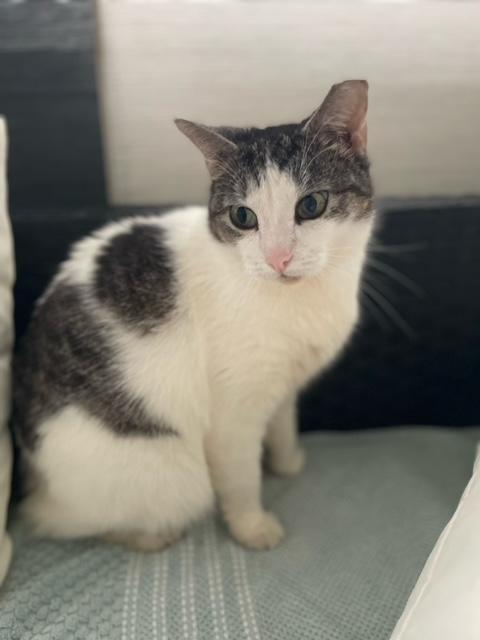 Enlarge Luna, a Adoptable Domestic Short Hair in Boca Raton, FL image 1/2