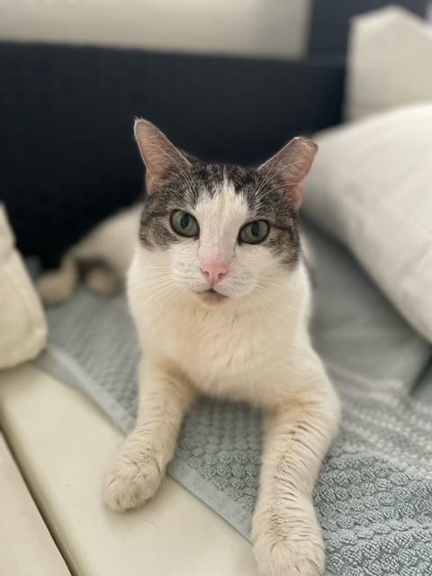 Enlarge Luna, a Adoptable Domestic Short Hair in Boca Raton, FL image 2/2