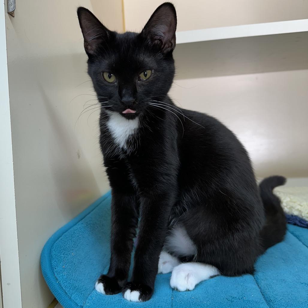 Tip-Toe, Adoptable, Kitten Female Domestic Short Hair.