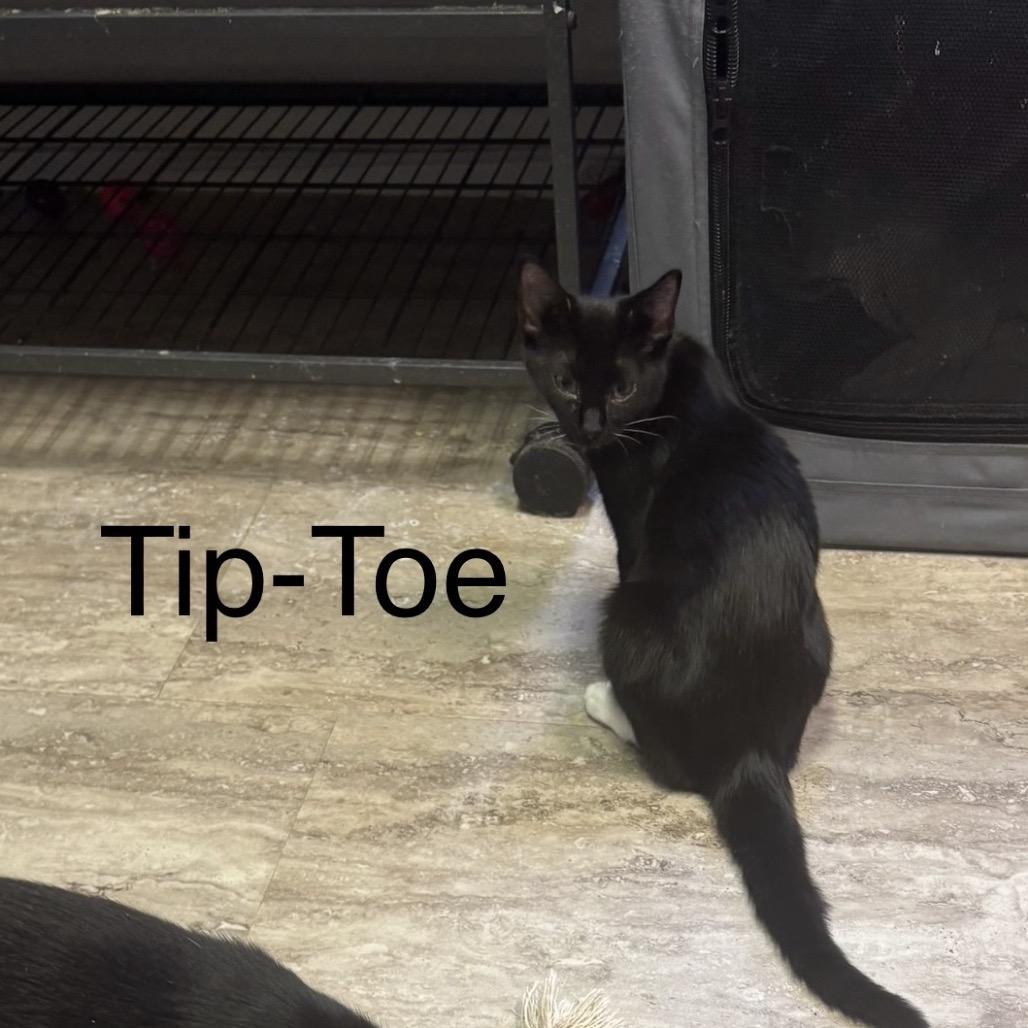 Tip-Toe — thumbnail 2