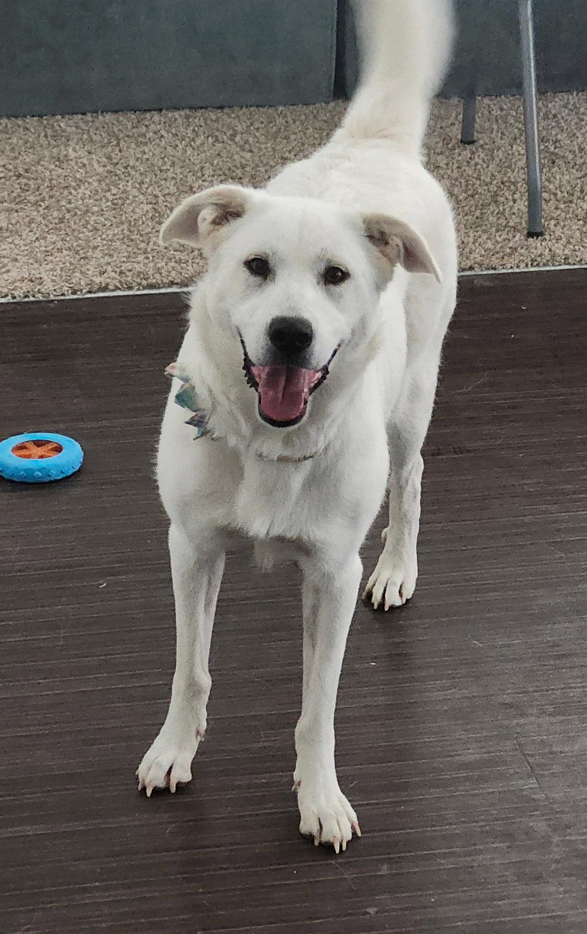 Brittany Ears, Adoptable, Adult Female Great Pyrenees.