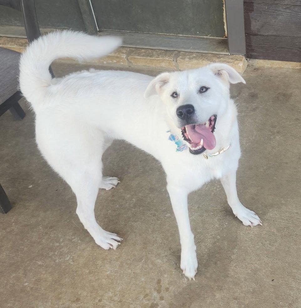Enlarge Brittany Ears, a Adoptable Great Pyrenees in Frisco, TX image 2/3