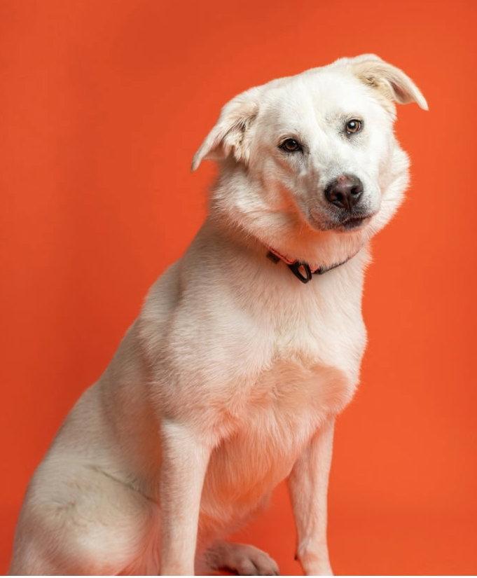 Enlarge Brittany Ears, a Adoptable Great Pyrenees in Frisco, TX image 3/3