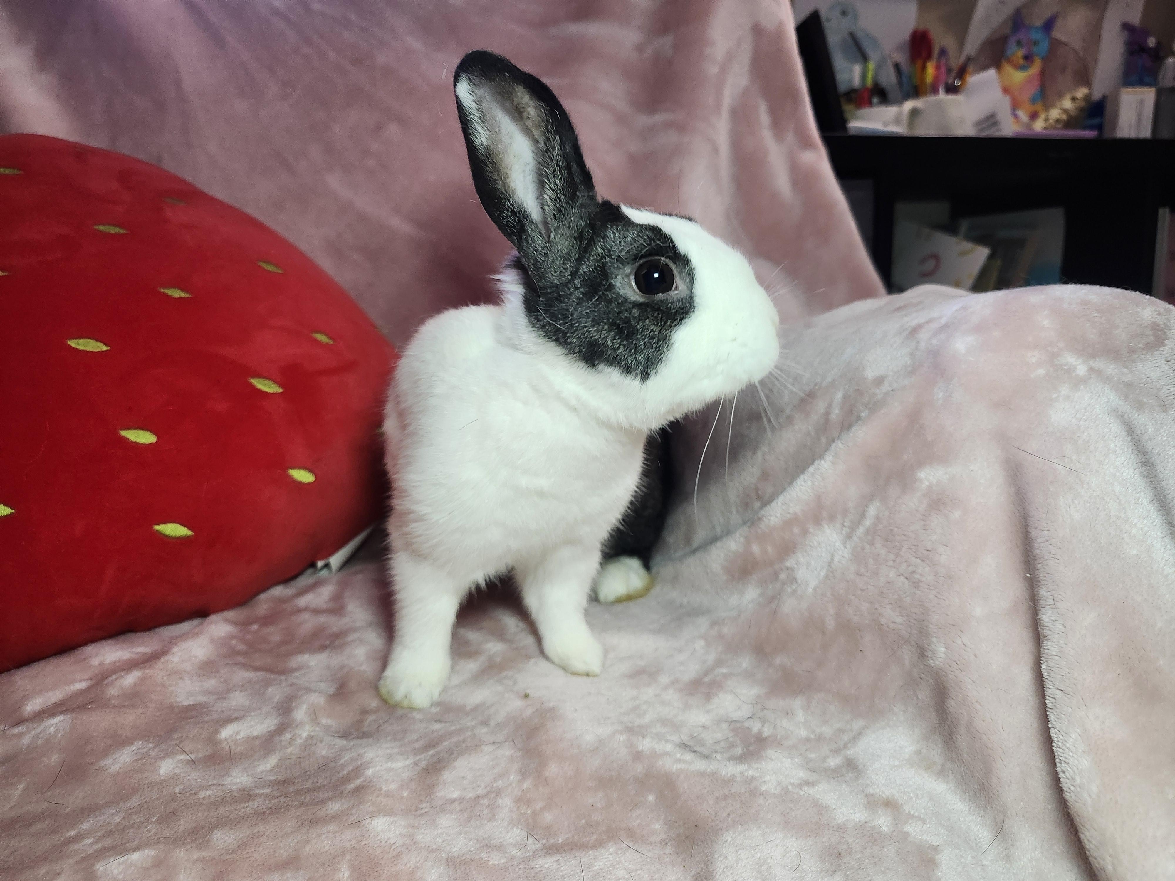 Enlarge Leon, a ADOPTABLE Dutch in West Chester, OH image 4/6