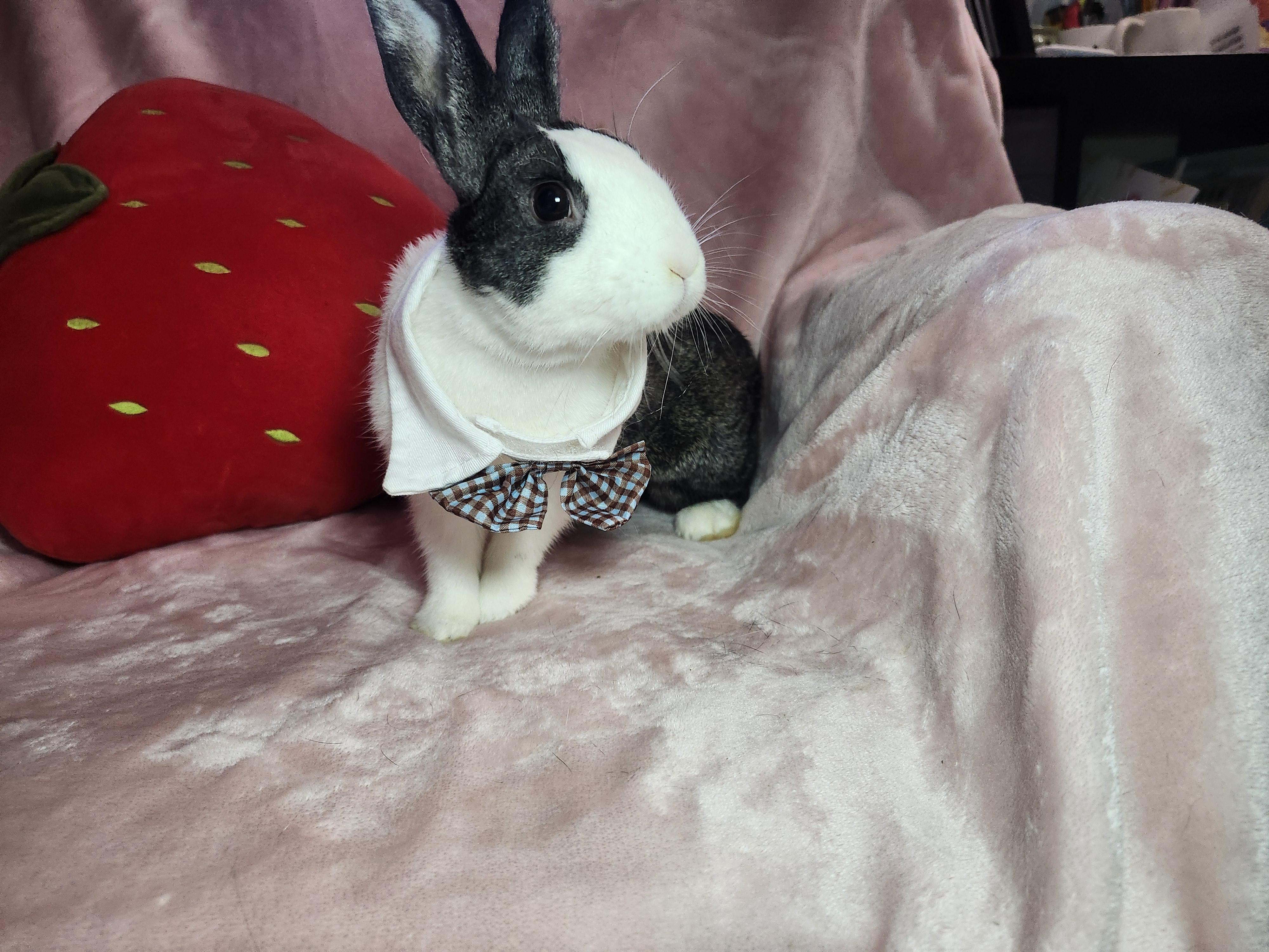 Enlarge Leon, a ADOPTABLE Dutch in West Chester, OH image 5/6