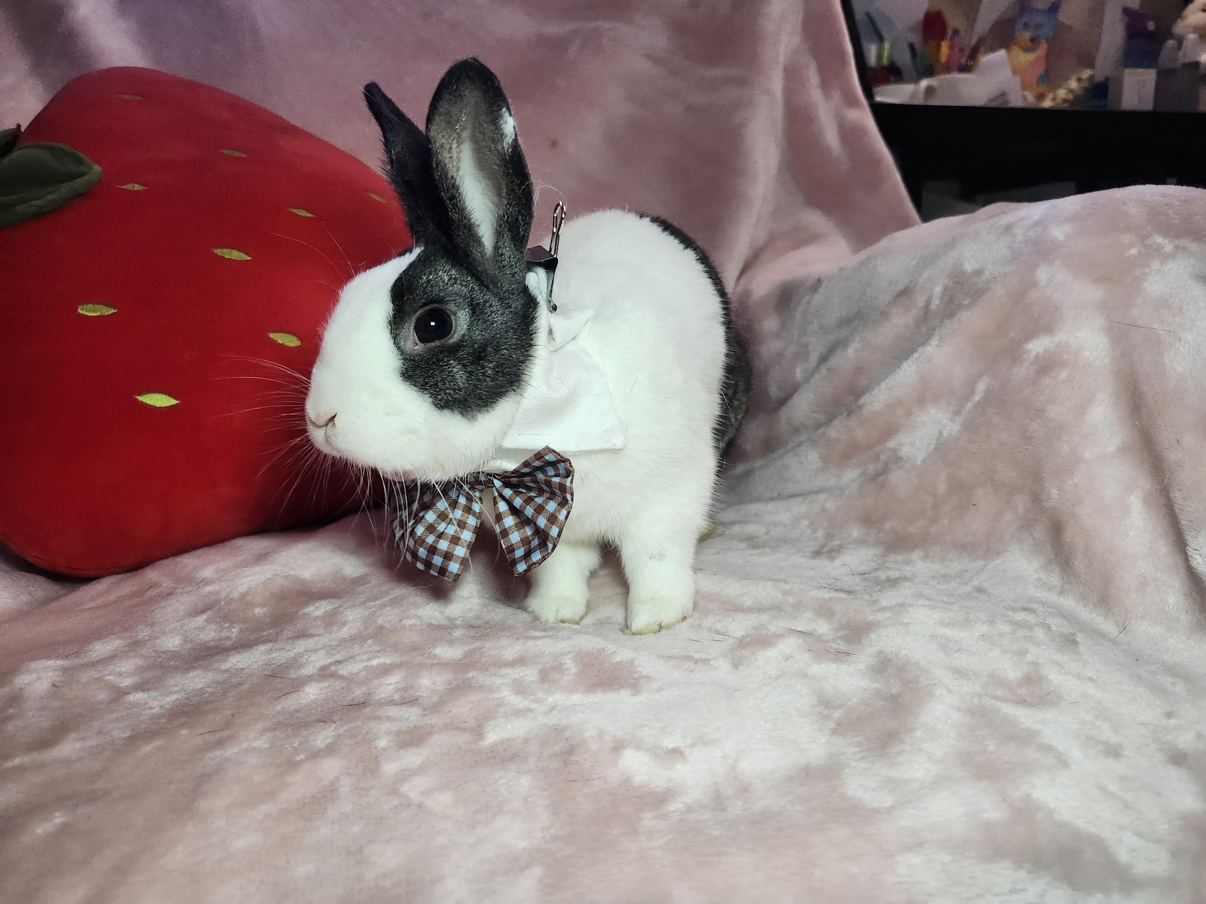 Enlarge Leon, a ADOPTABLE Dutch in West Chester, OH image 2/6