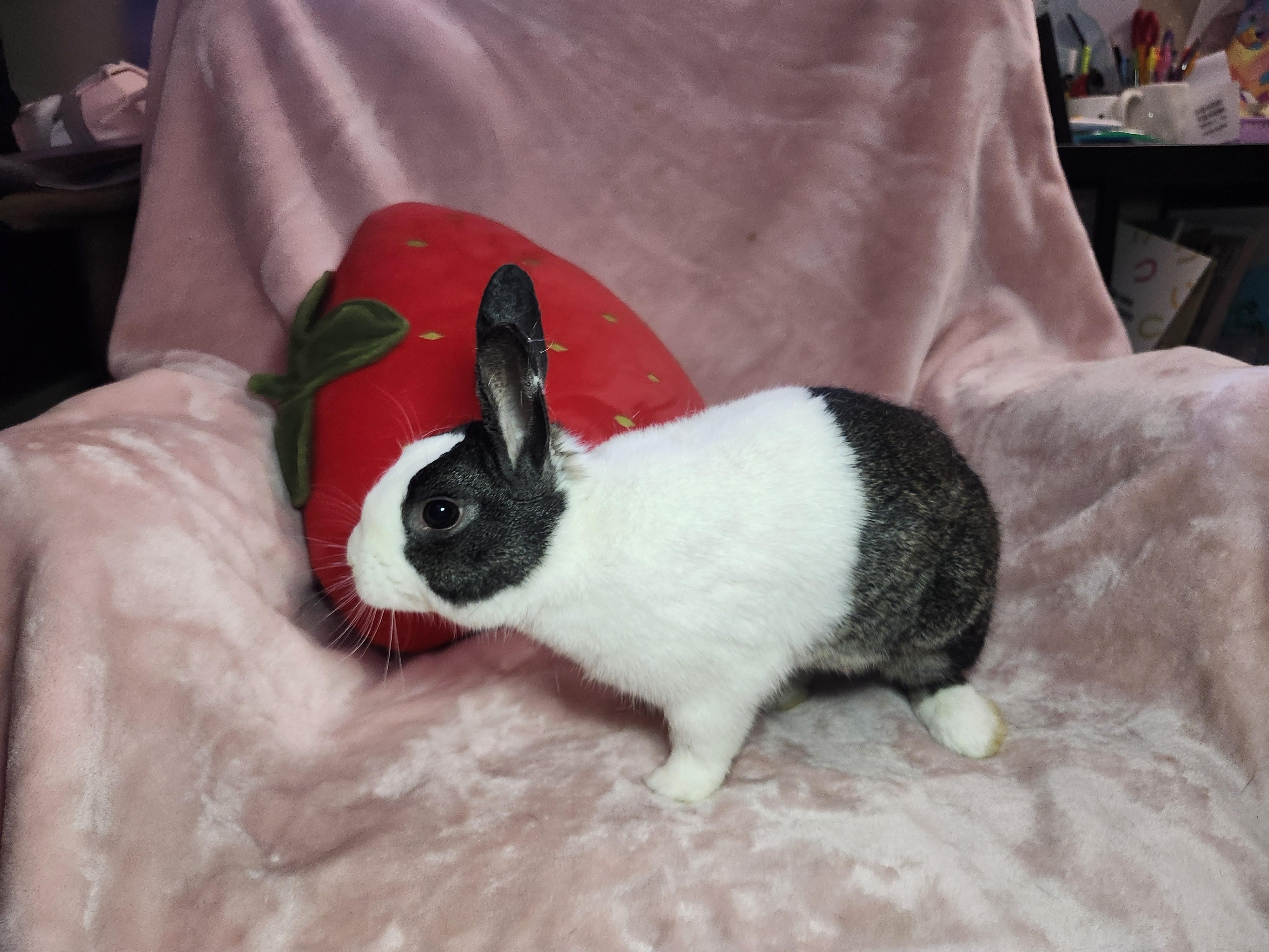 Enlarge Leon, a ADOPTABLE Dutch in West Chester, OH image 6/6