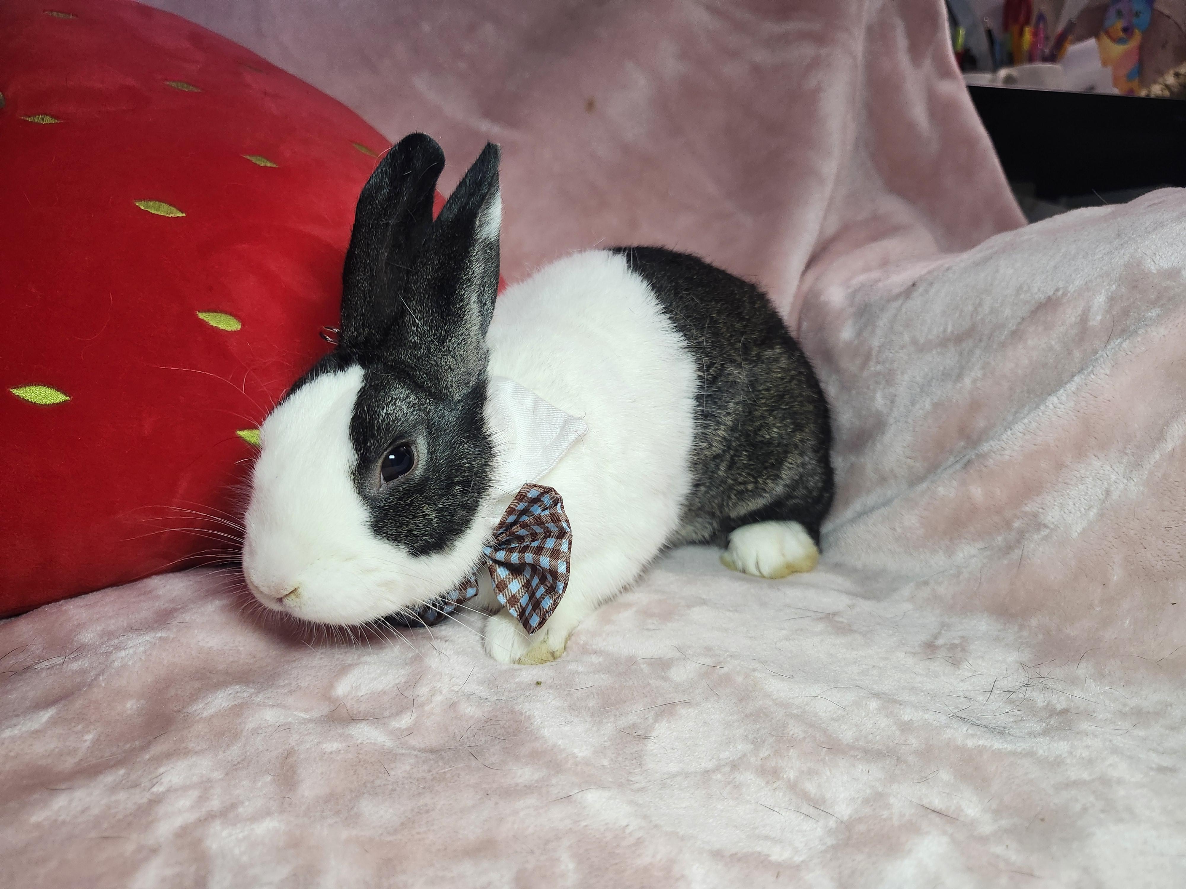 Leon, ADOPTABLE, Young Male Dutch.