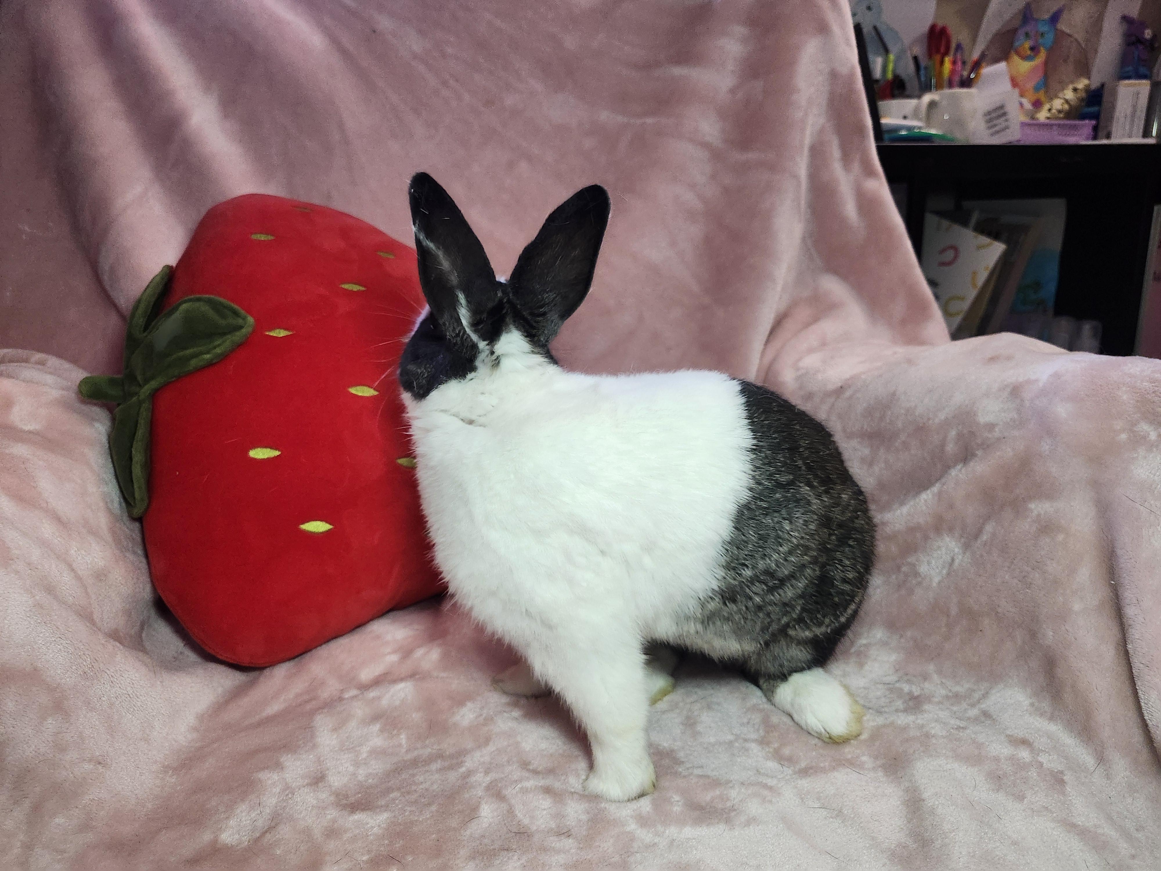 Enlarge Leon, a ADOPTABLE Dutch in West Chester, OH image 3/6