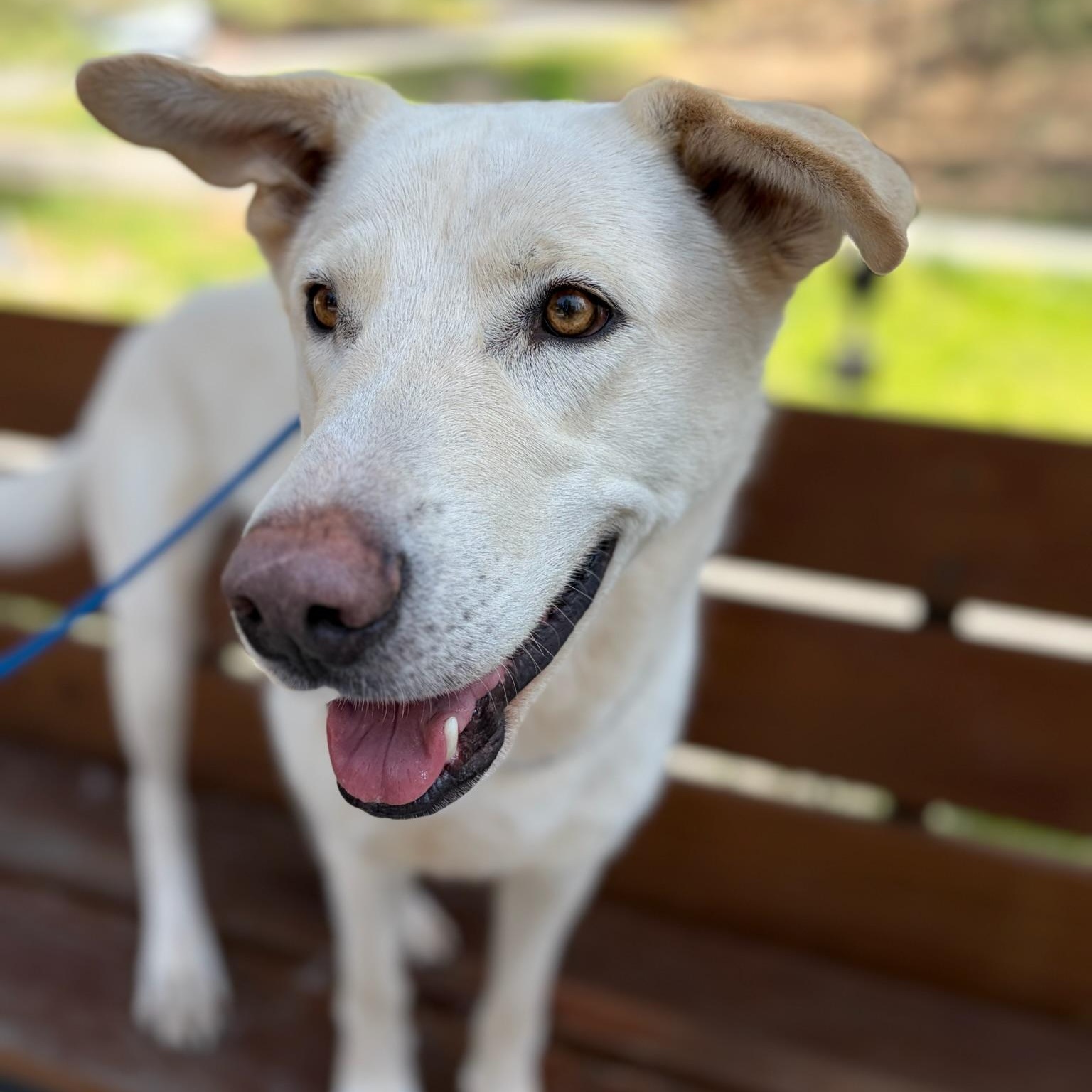 Enlarge Paddy- Gentle Giant, an adopted White German Shepherd in Grass Valley, CA image 5/6