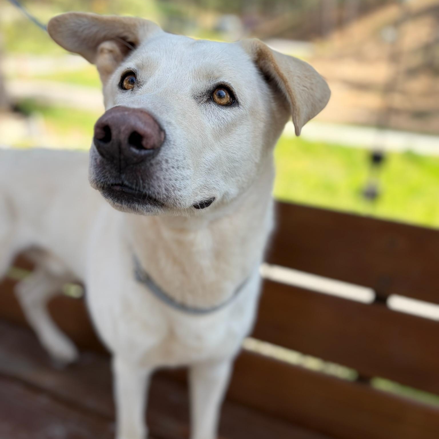 Enlarge Paddy- Gentle Giant, an adopted White German Shepherd in Grass Valley, CA image 2/6