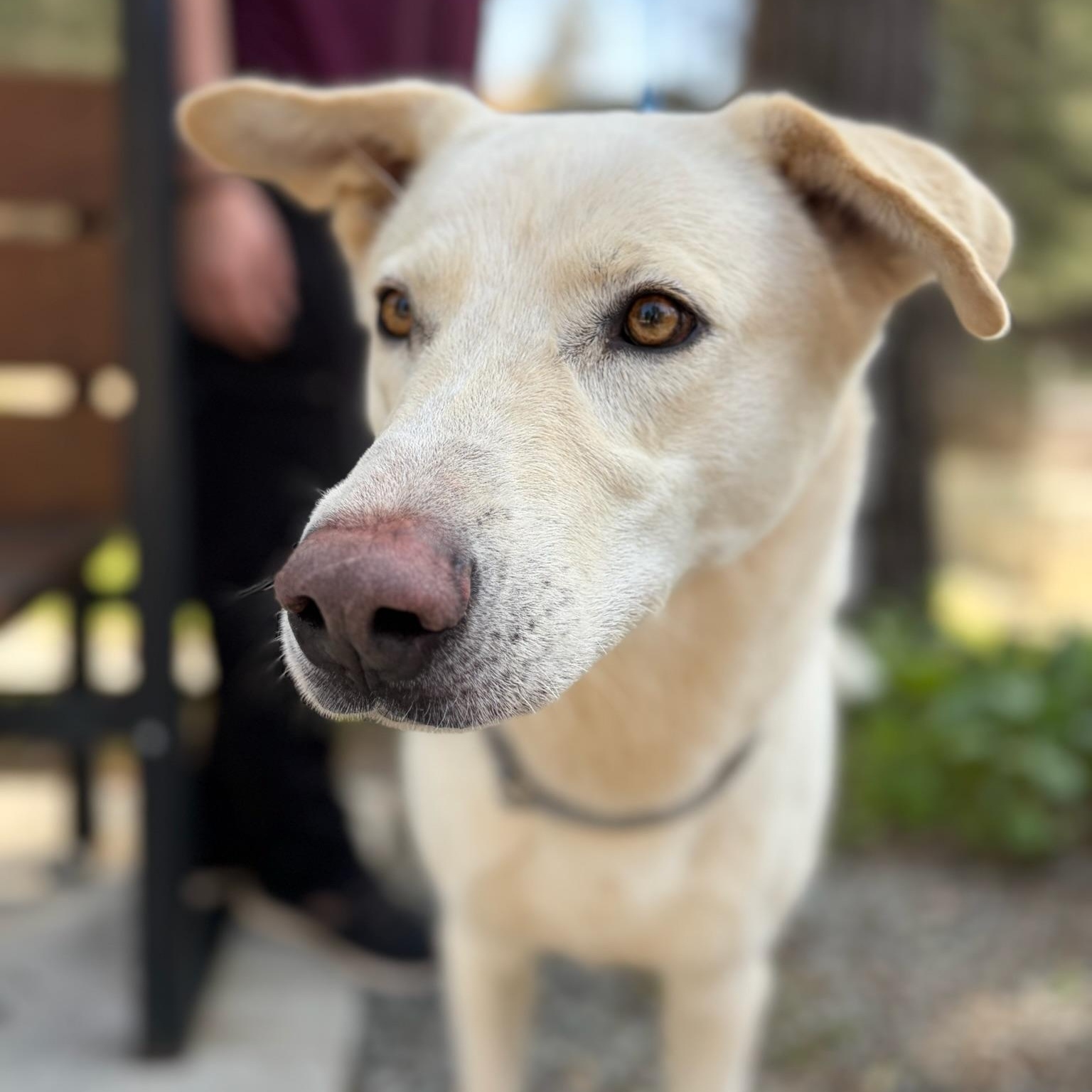 Enlarge Paddy- Gentle Giant, an adopted White German Shepherd in Grass Valley, CA image 4/6
